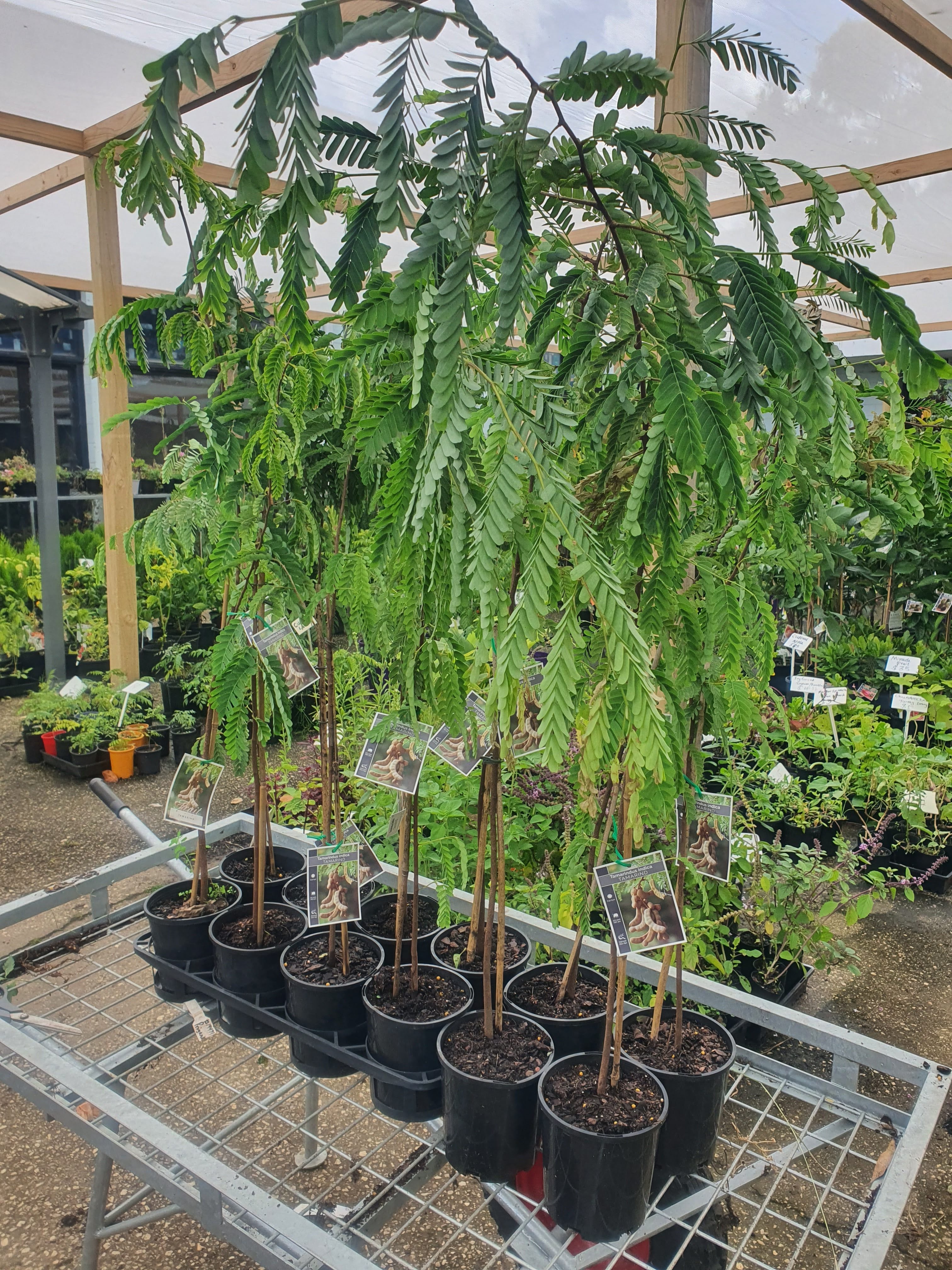 Tamarind Tree Plant