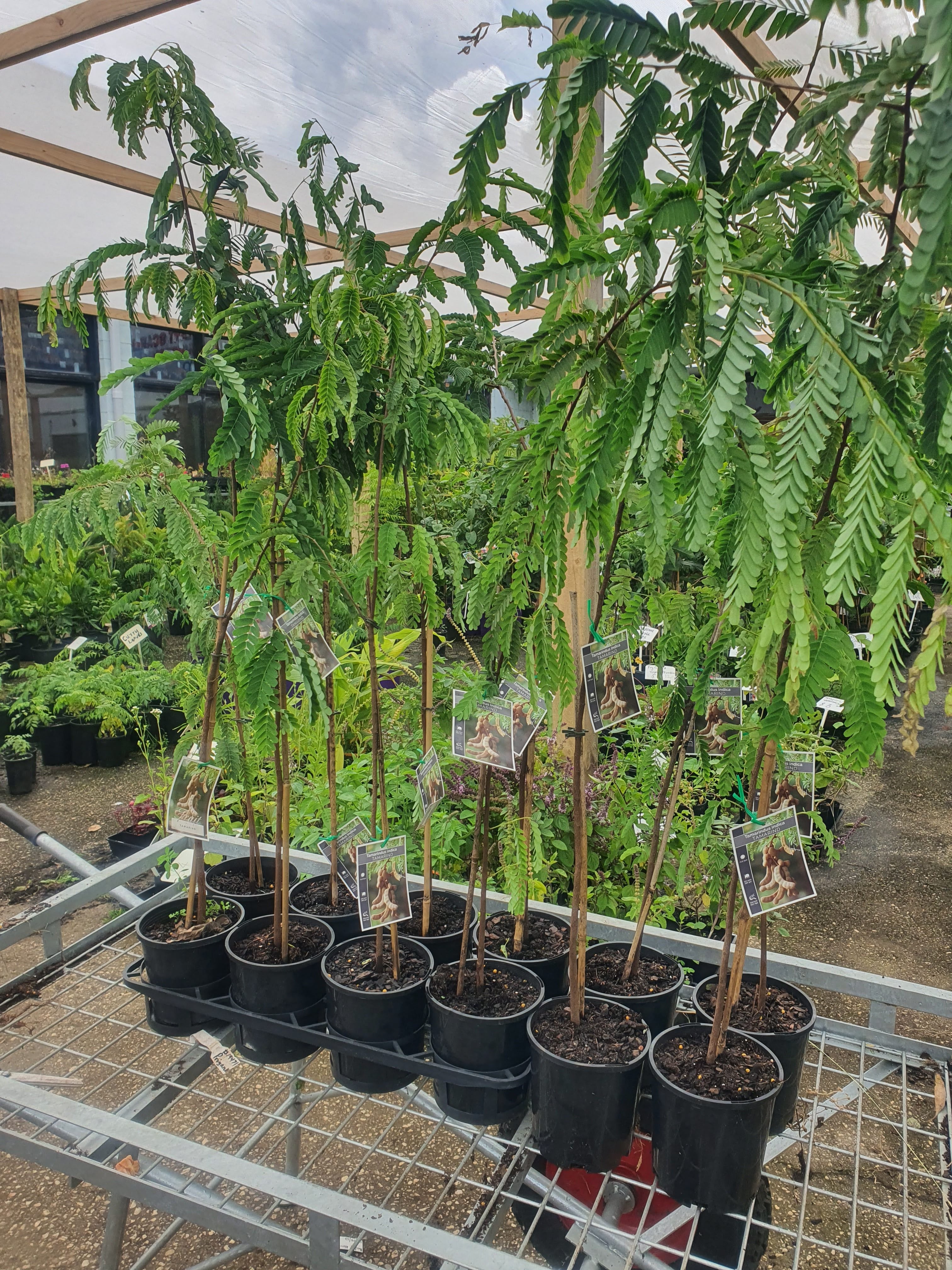 Tamarind Tree Plant