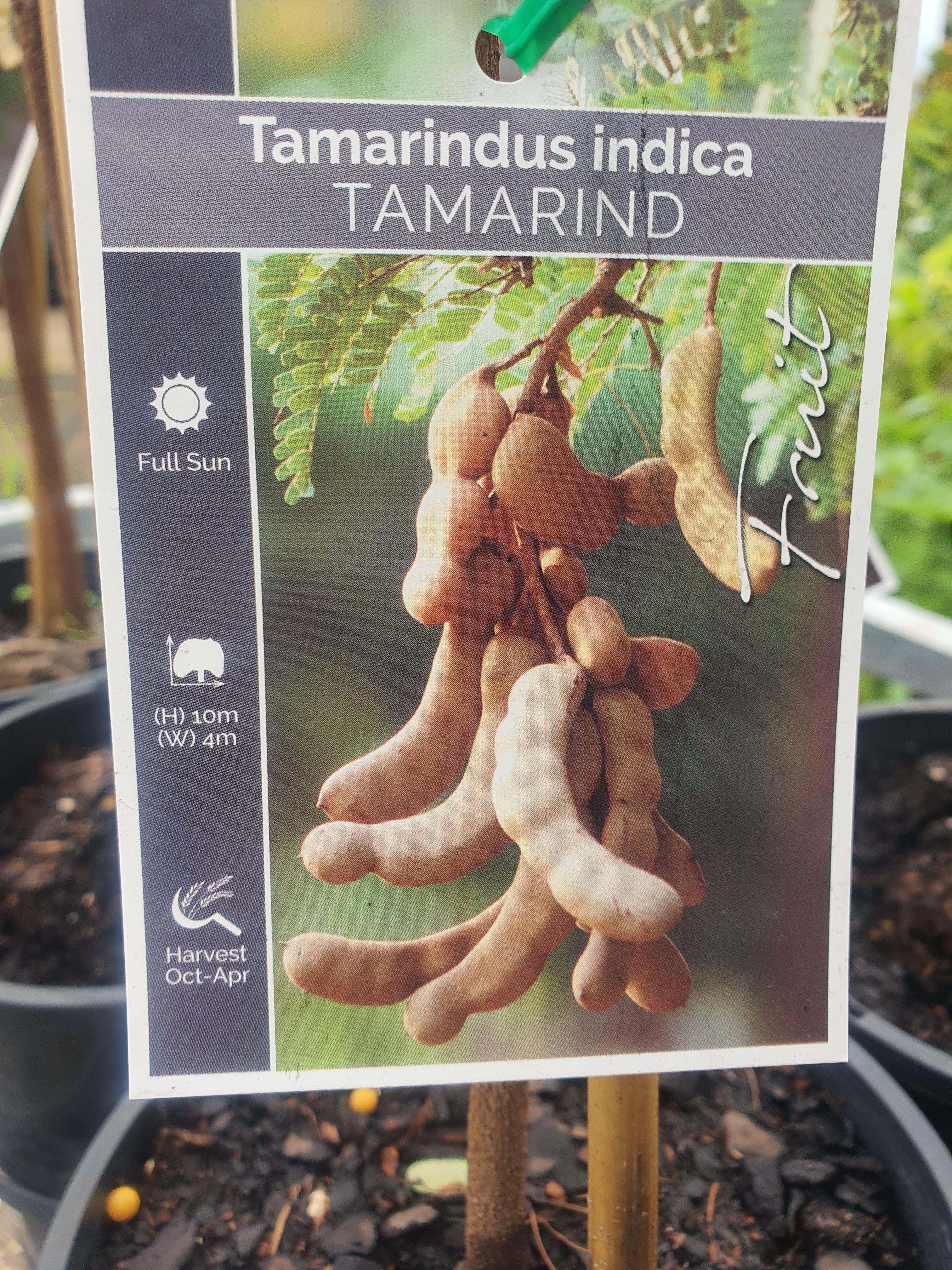 Tamarind Tree Plant