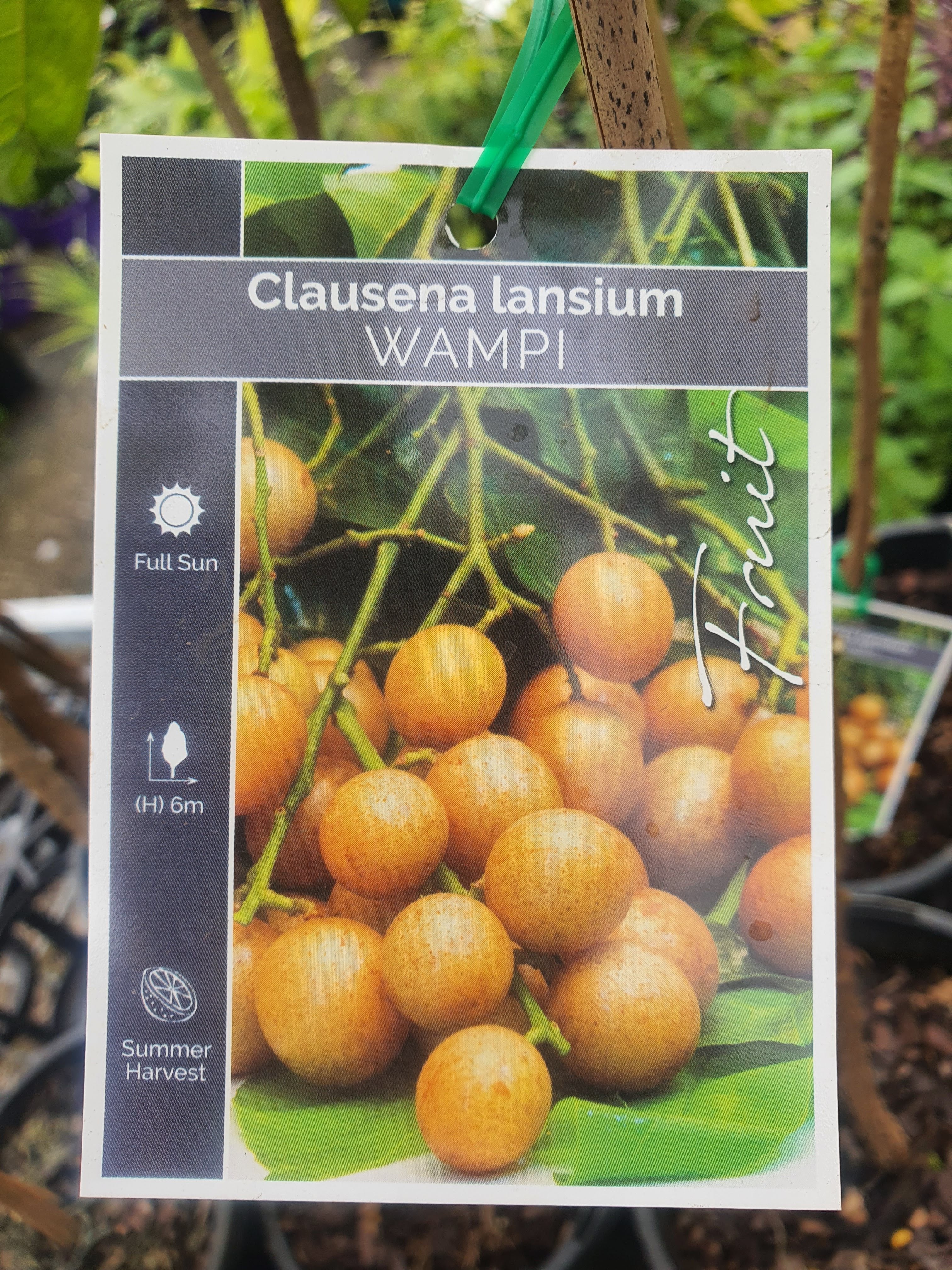 Wampi tree -  Clausena lansium