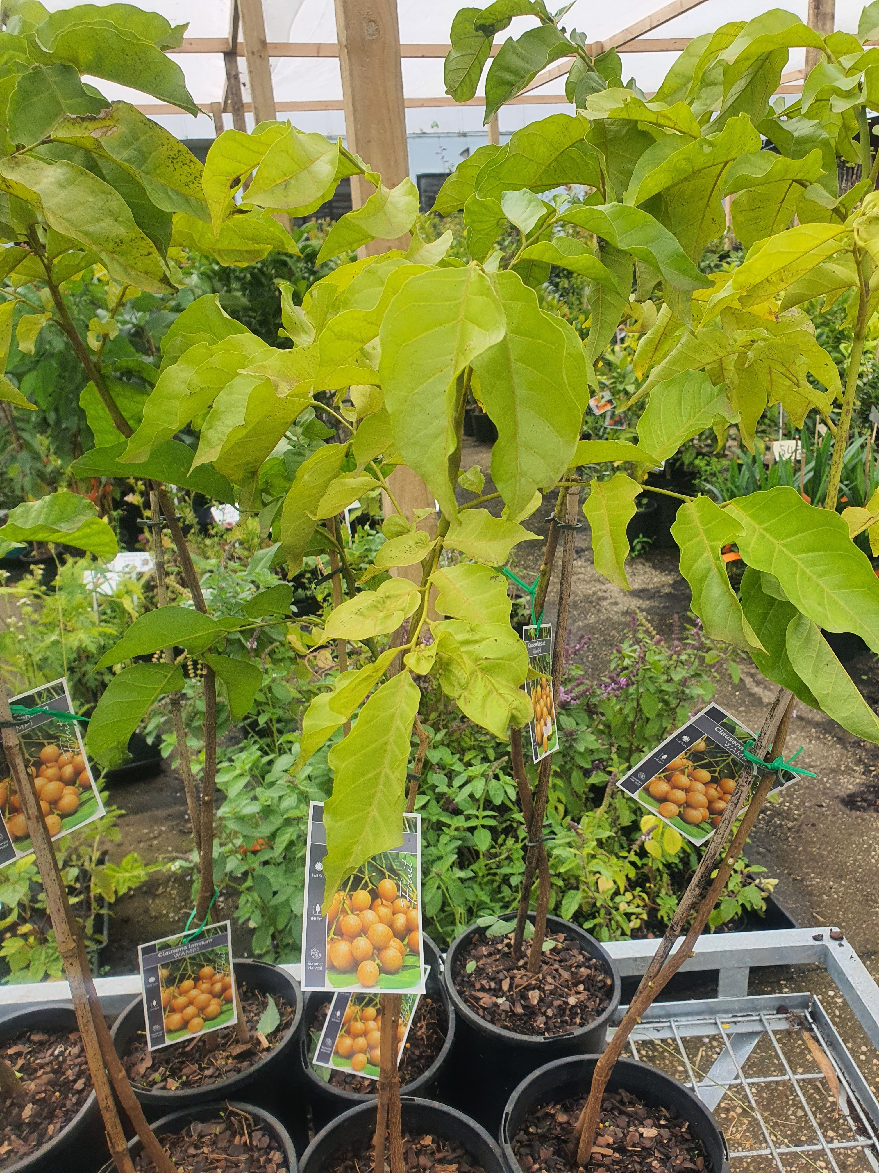 Wampi tree -  Clausena lansium