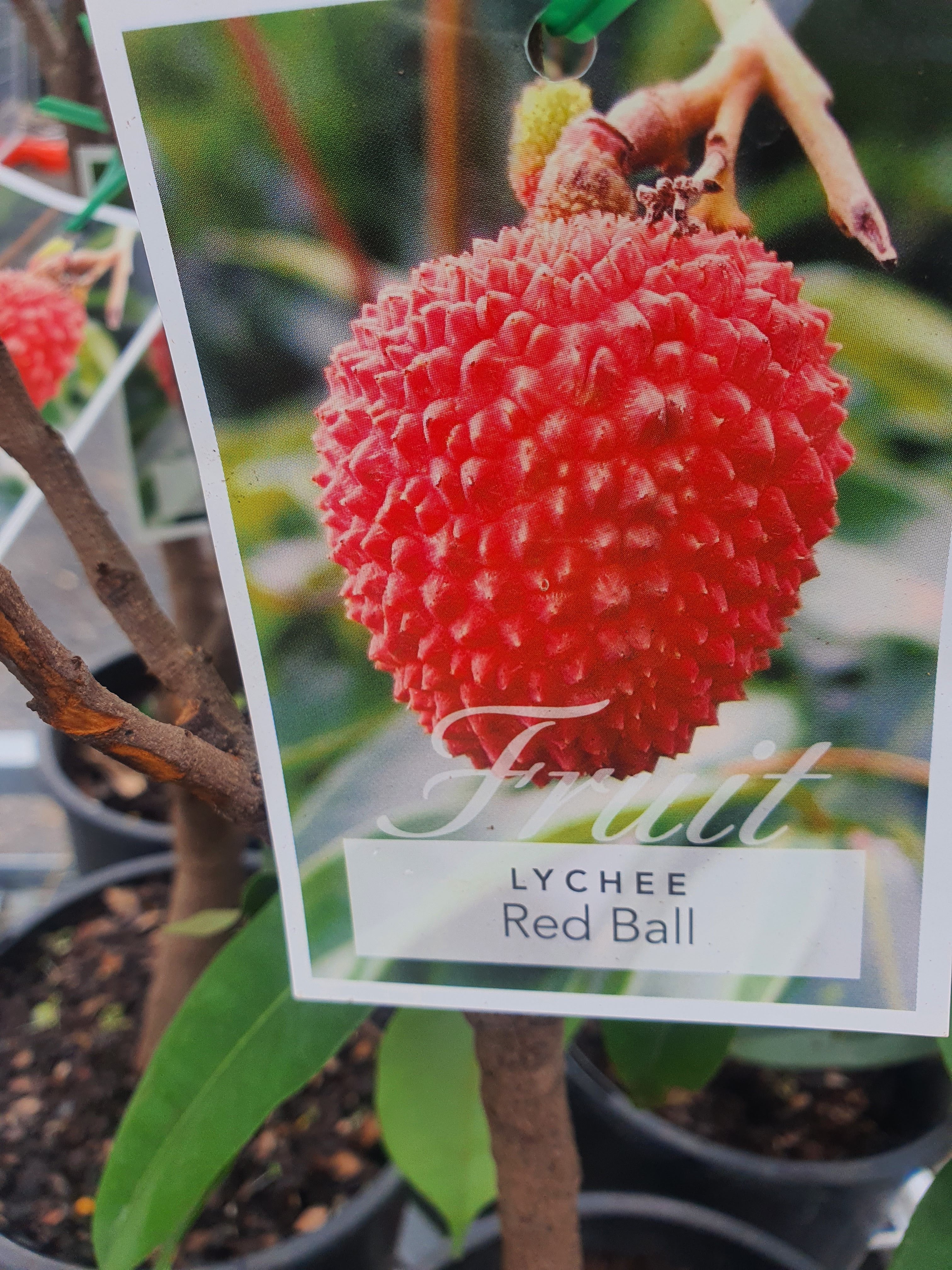 Lychee Red Ball Plant