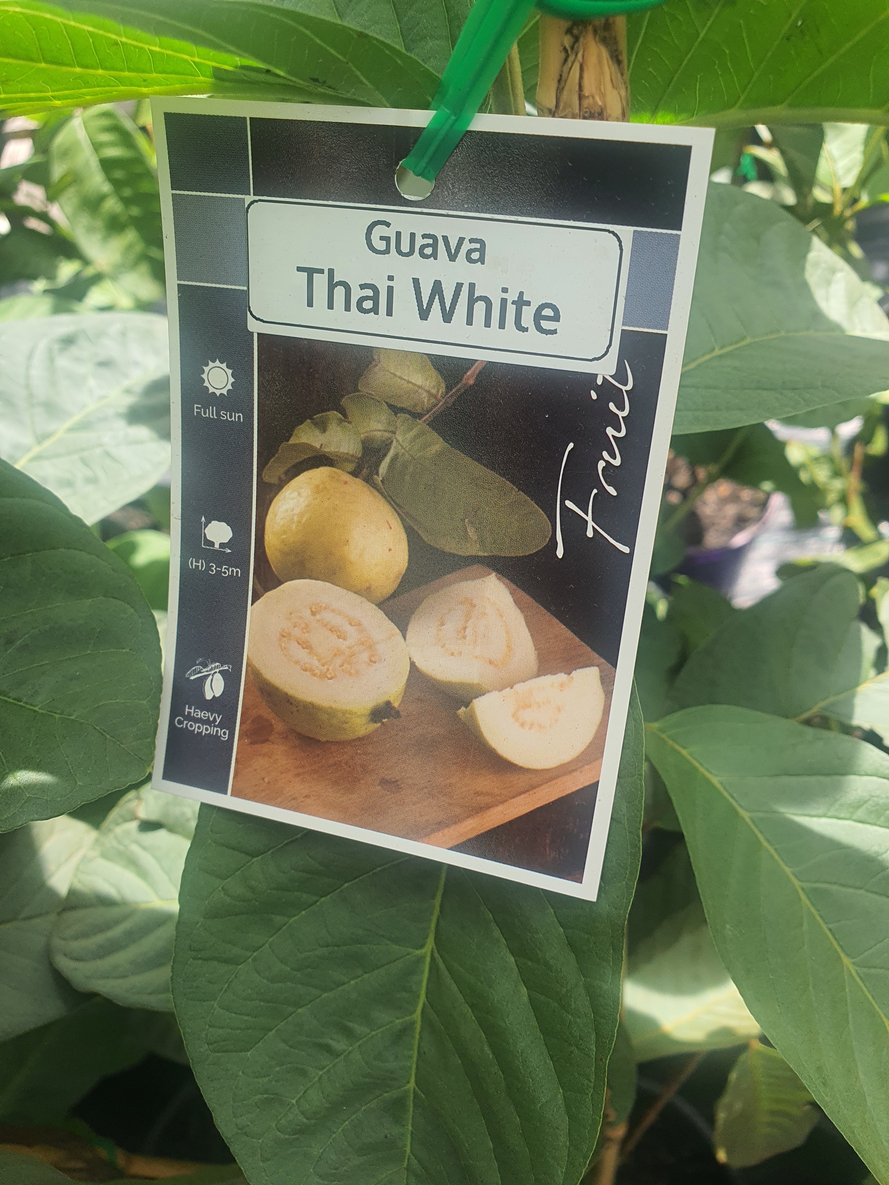 'Thai white' Indian guava