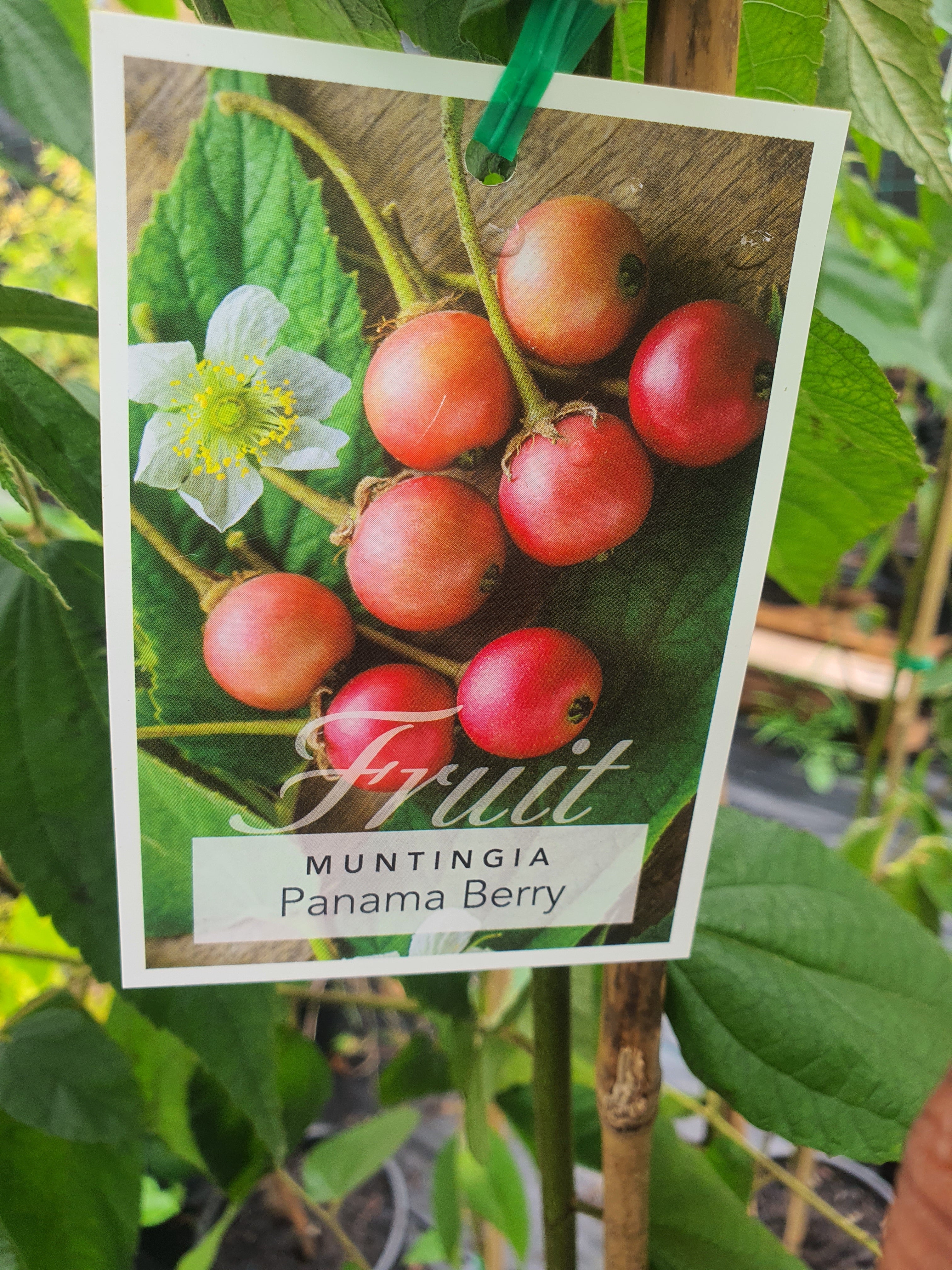 Panama Berry