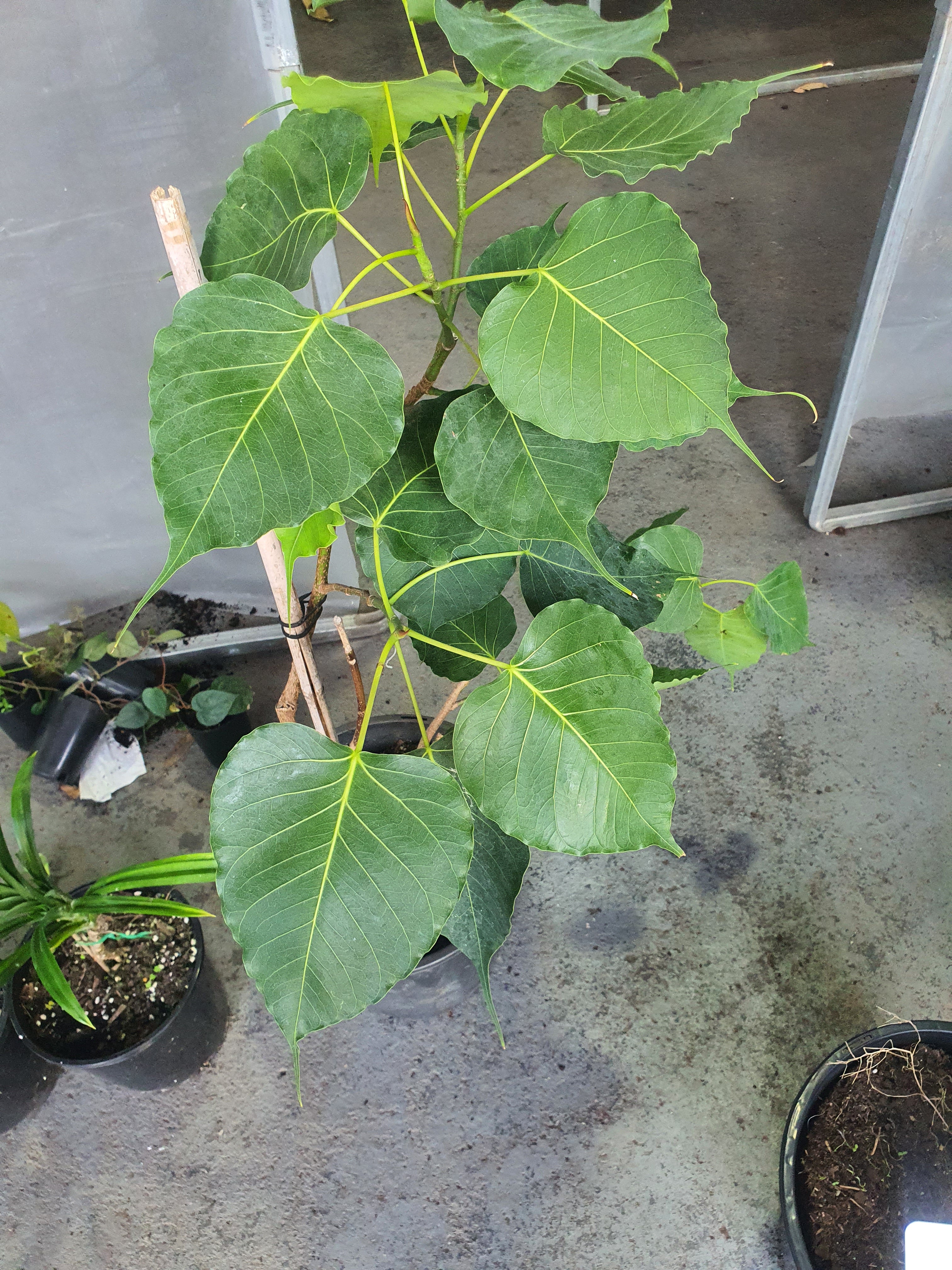 'Peepal tree'/ 'Sacred fig'/ Bodhi tree/Ficusreligios/ Pipal tree