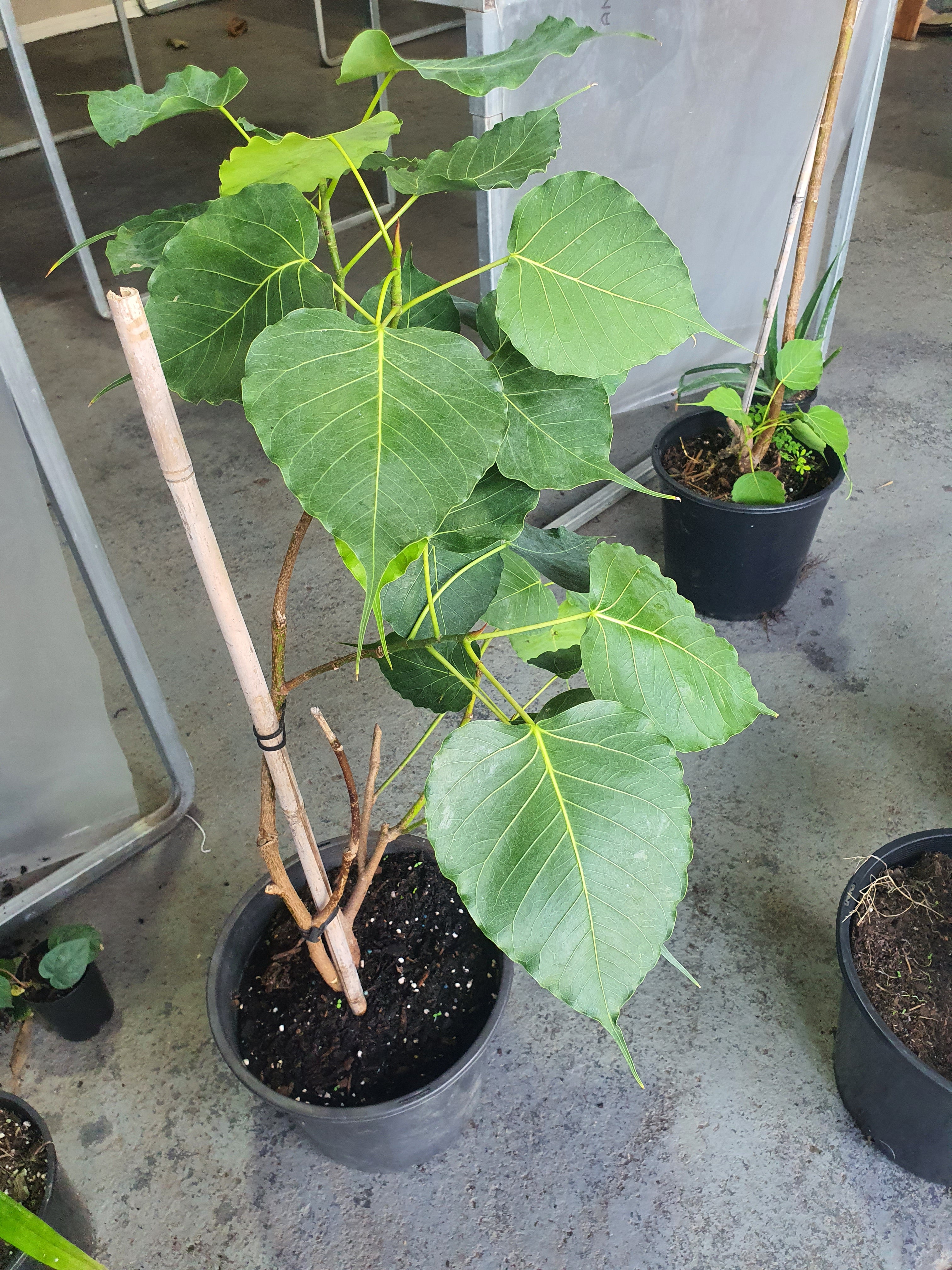 'Peepal tree'/ 'Sacred fig'/ Bodhi tree/Ficusreligios/ Pipal tree