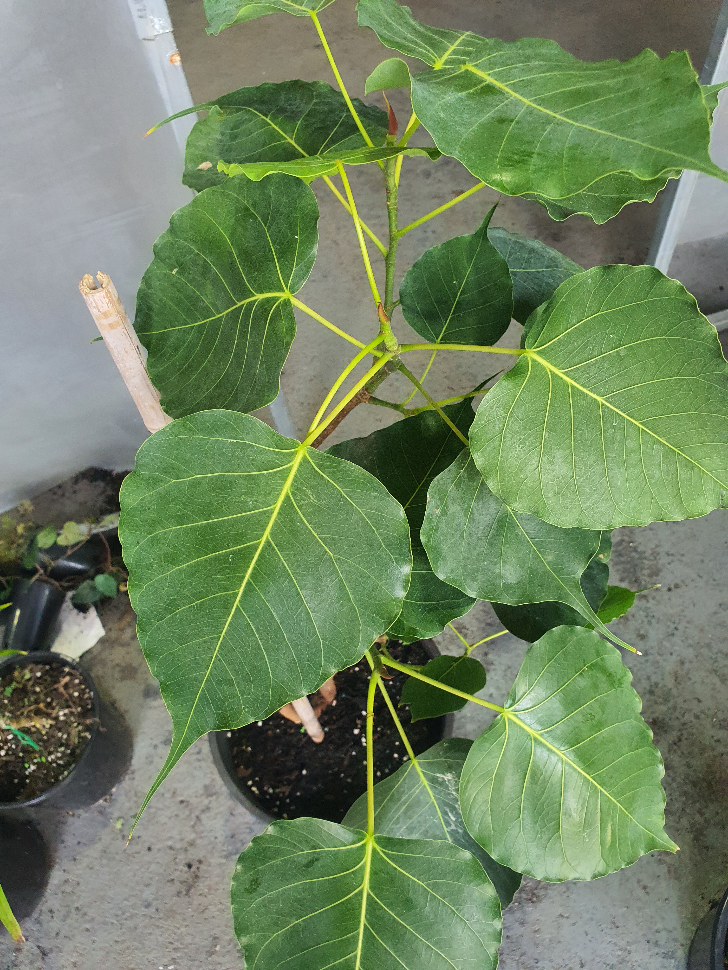 'Peepal tree'/ 'Sacred fig'/ Bodhi tree/Ficusreligios/ Pipal tree