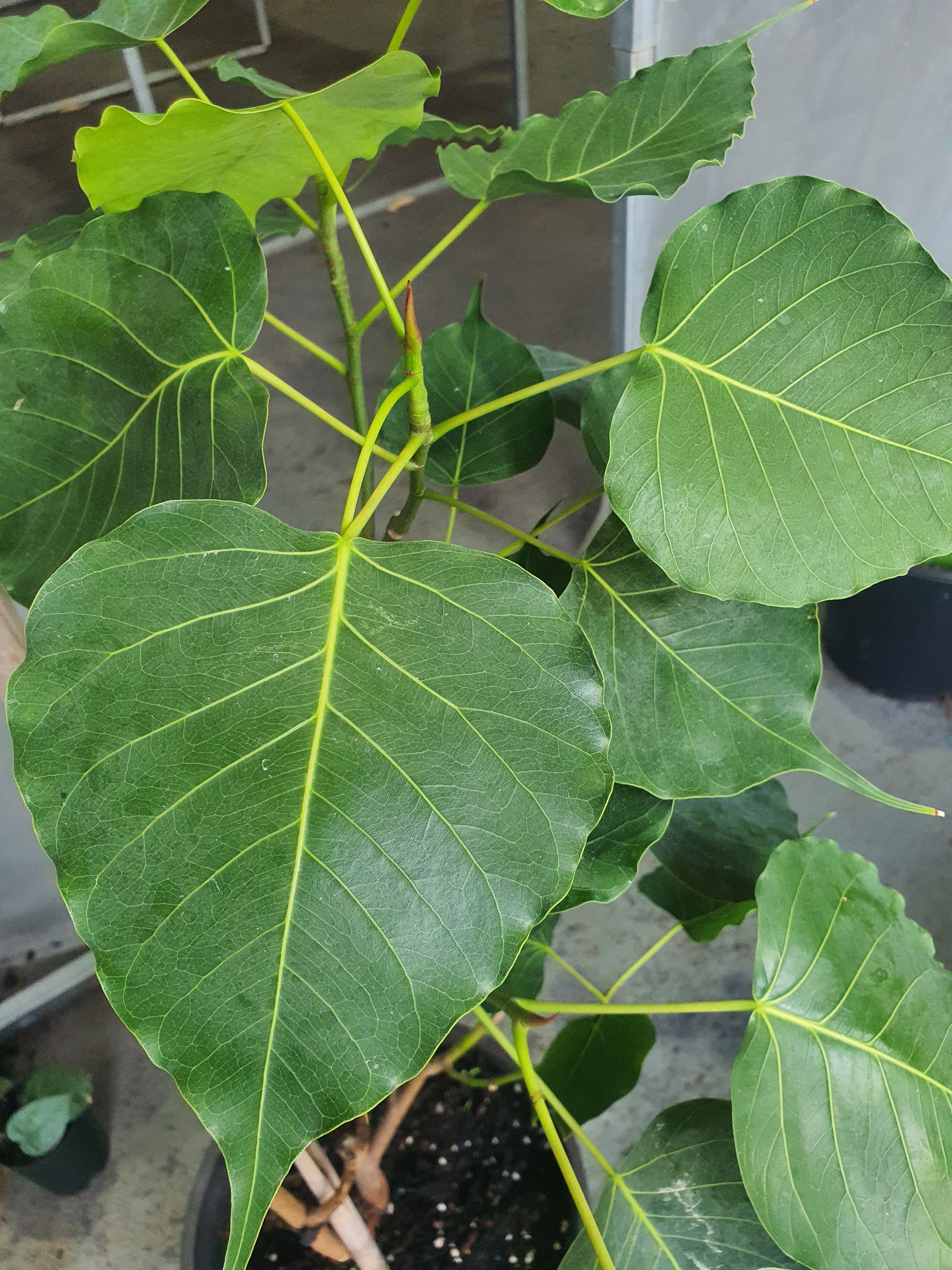 'Peepal tree'/ 'Sacred fig'/ Bodhi tree/Ficusreligios/ Pipal tree