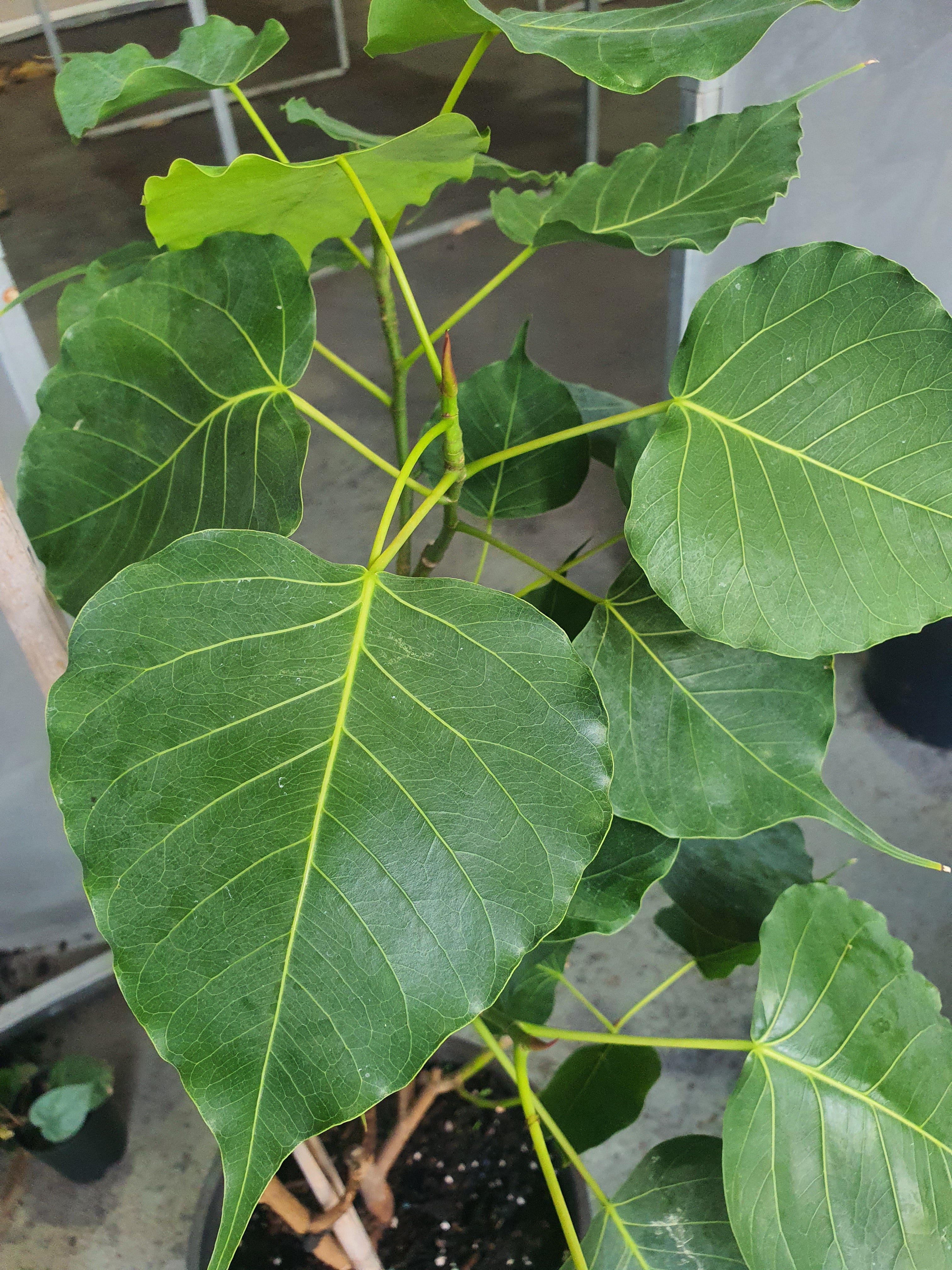 'Peepal tree'/ 'Sacred fig'/ Bodhi tree/Ficusreligios/ Pipal tree