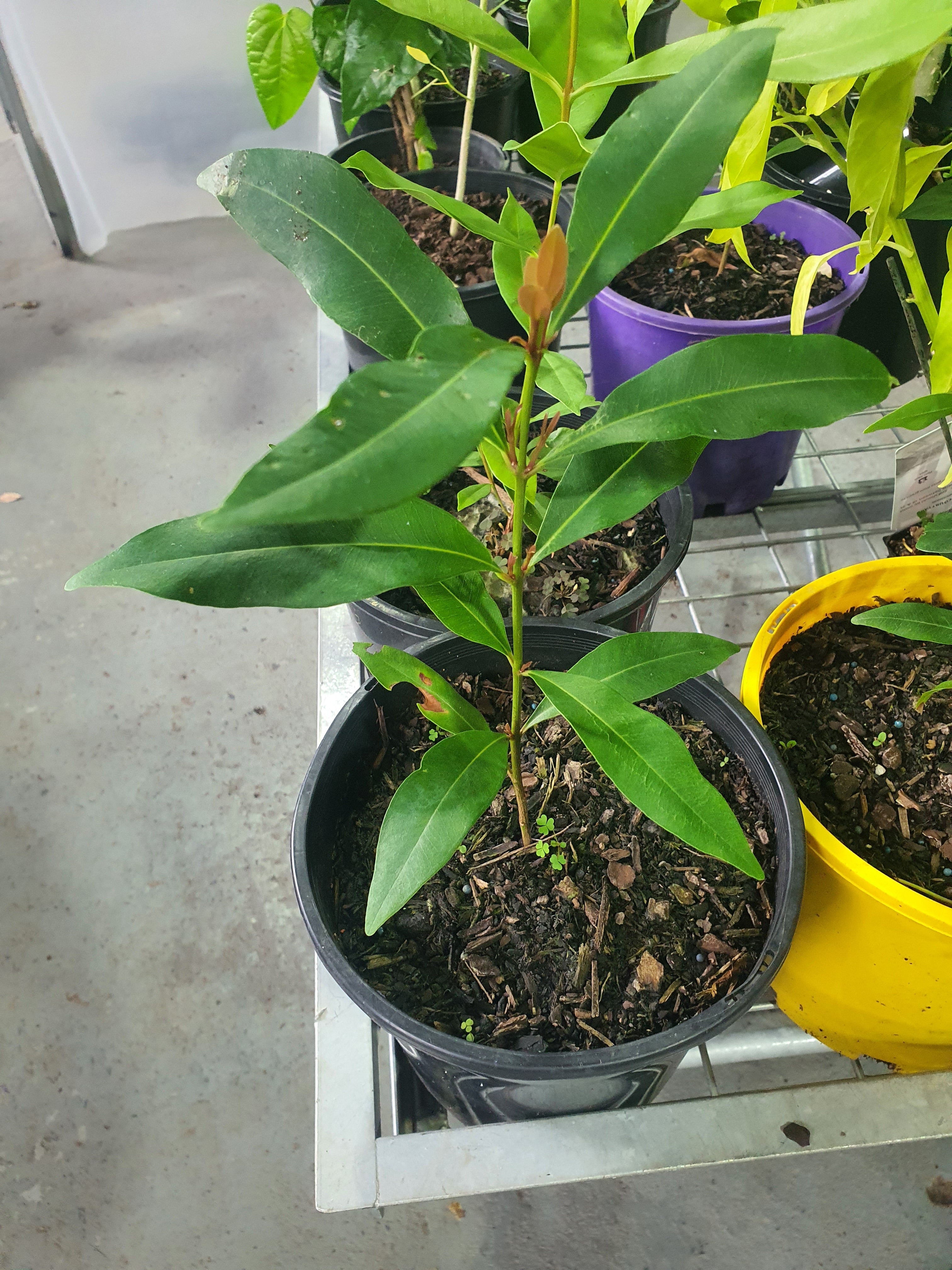 'Jamun plant'/ Naaval Pazham / Java plum