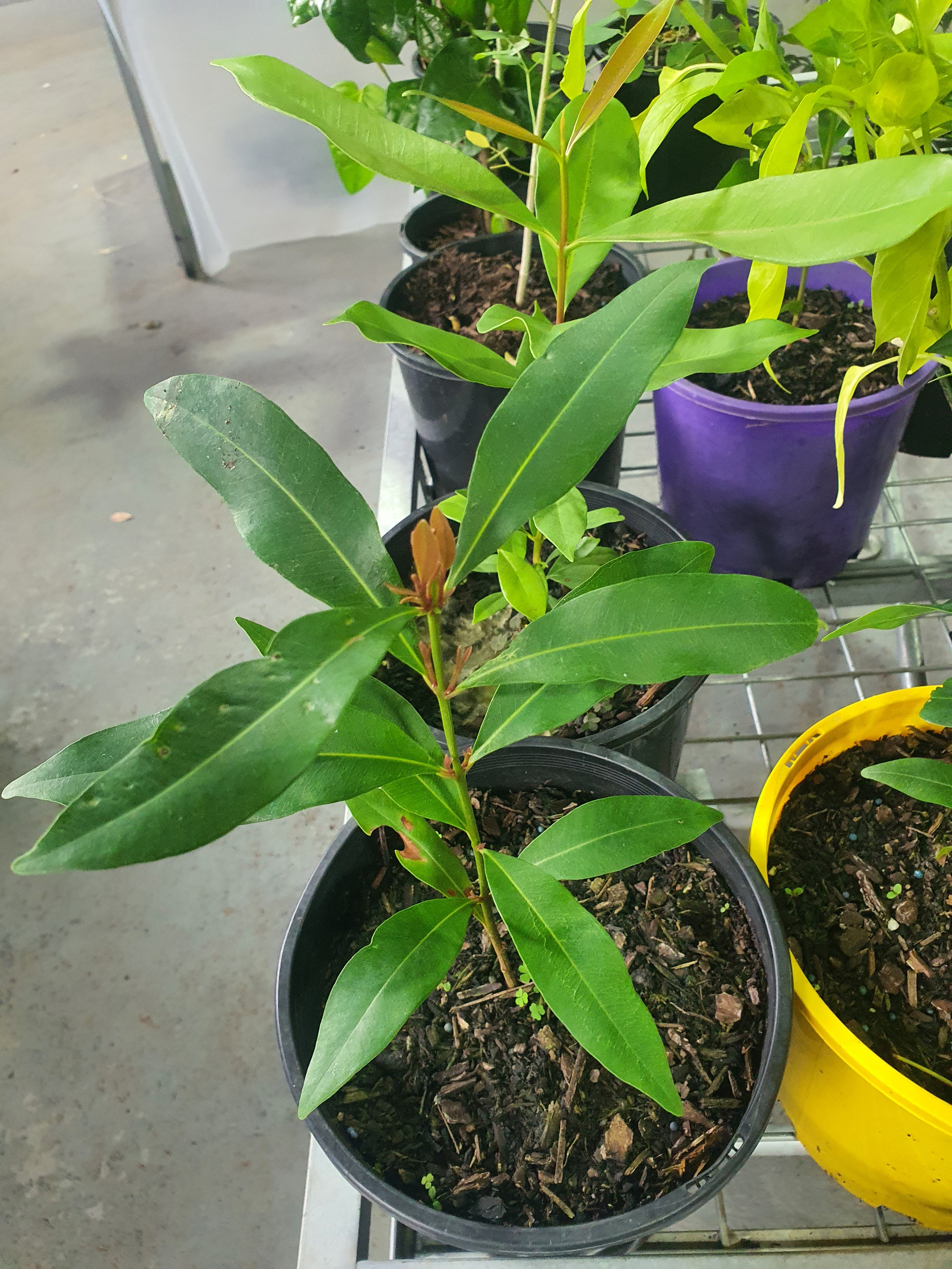 'Jamun plant'/ Naaval Pazham / Java plum