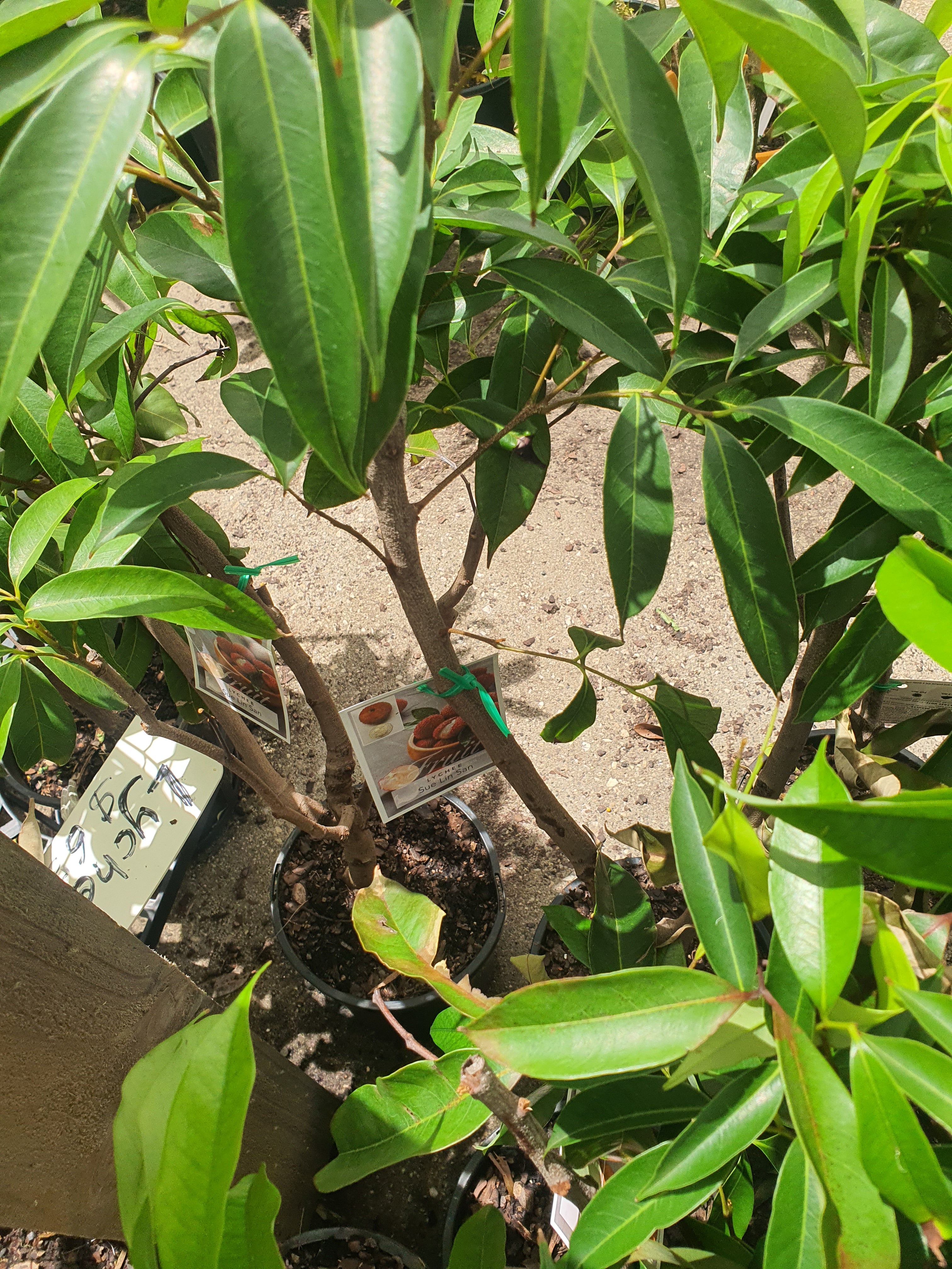 Lychee plants for sale each $65