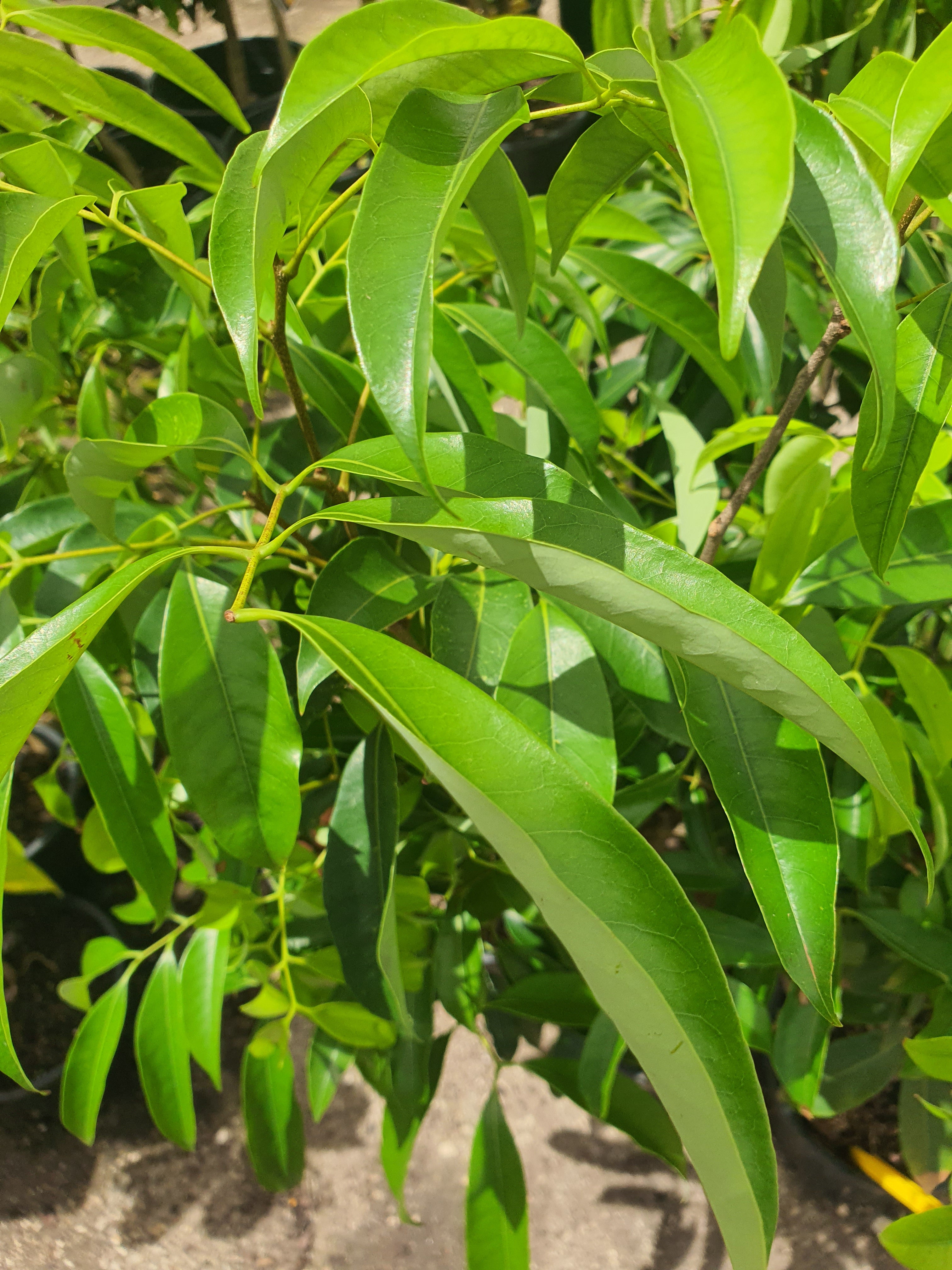 Lychee plants for sale each $65