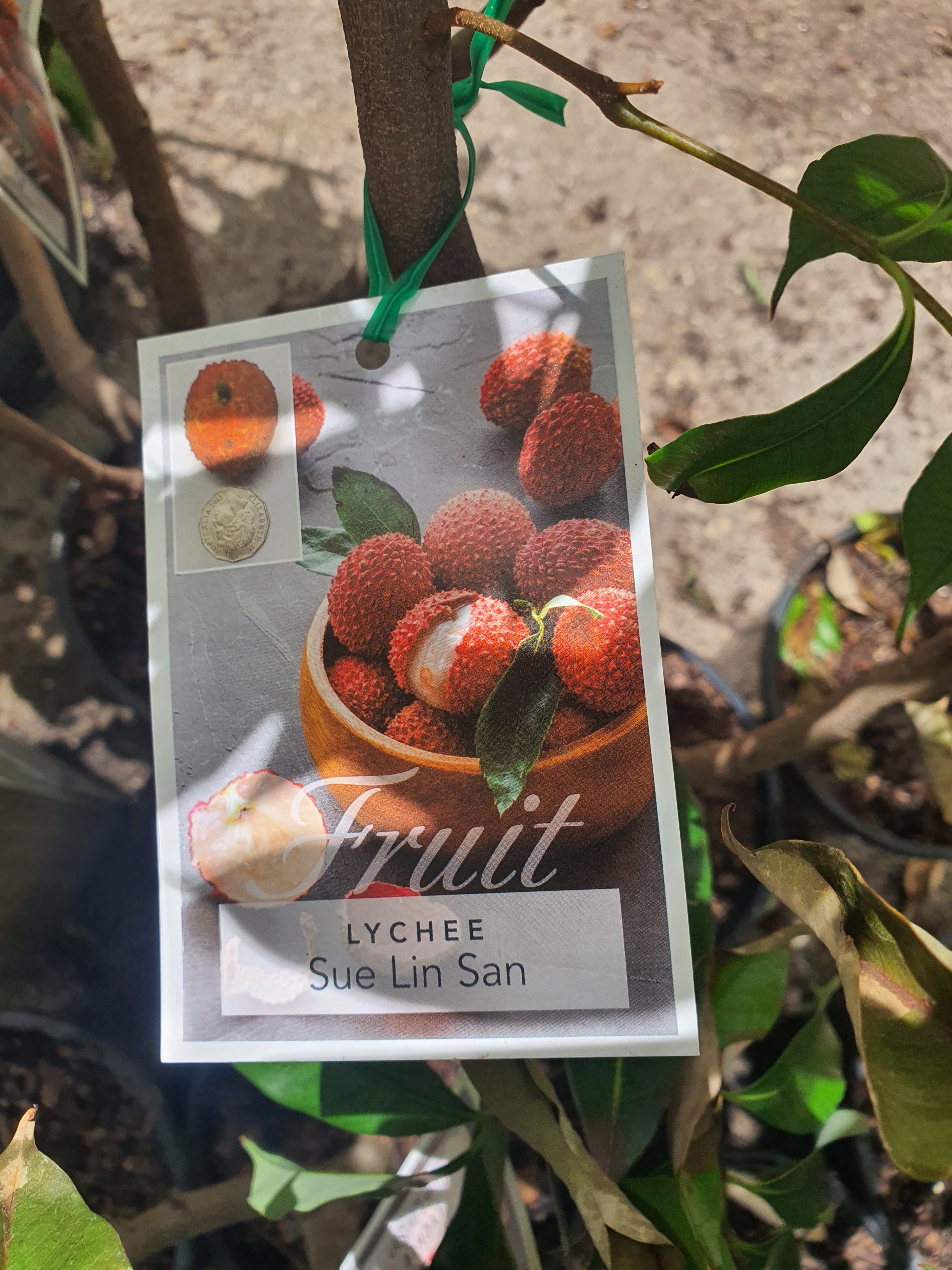 Lychee plants for sale each $65