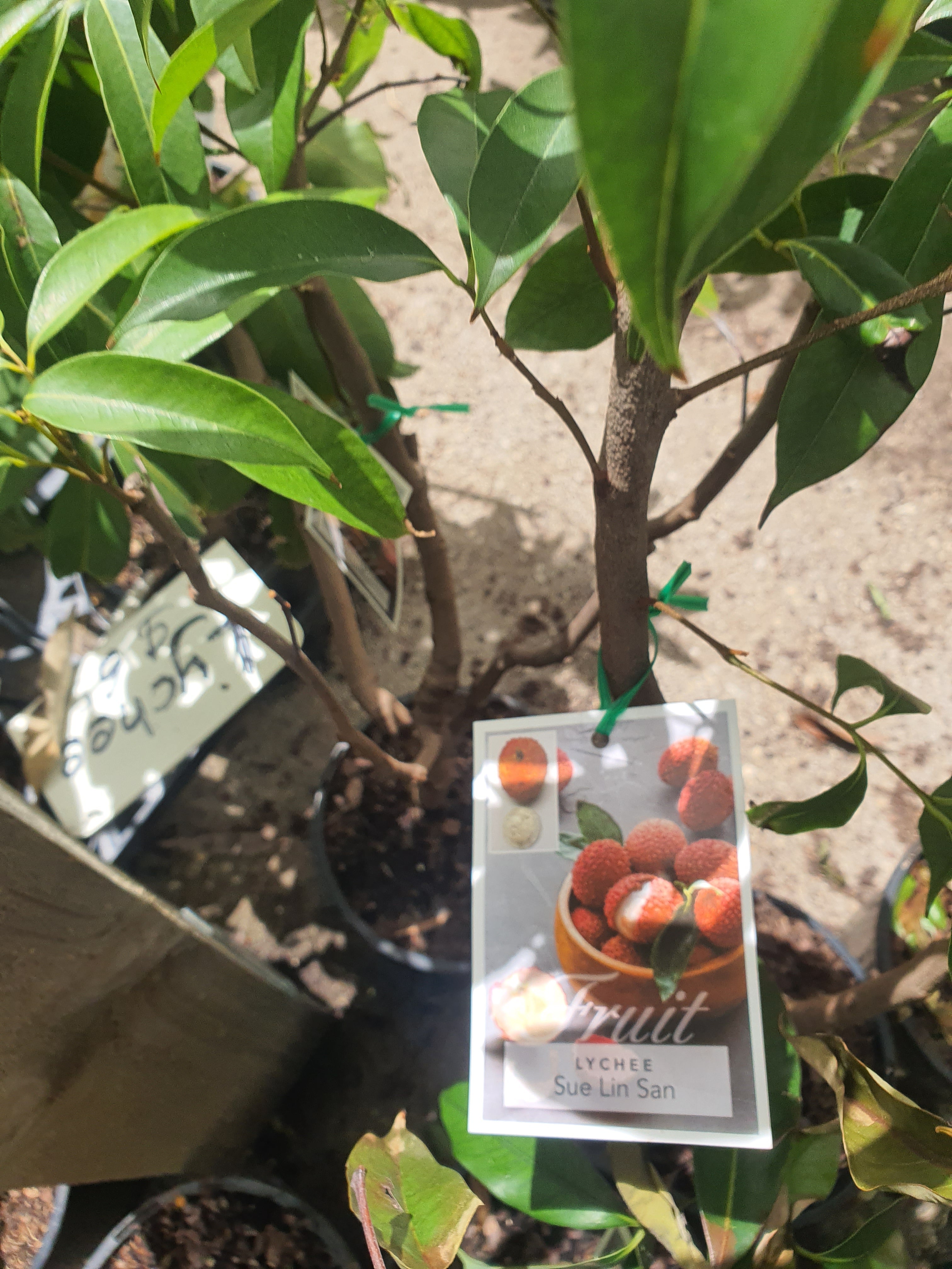 Lychee plants for sale each $65