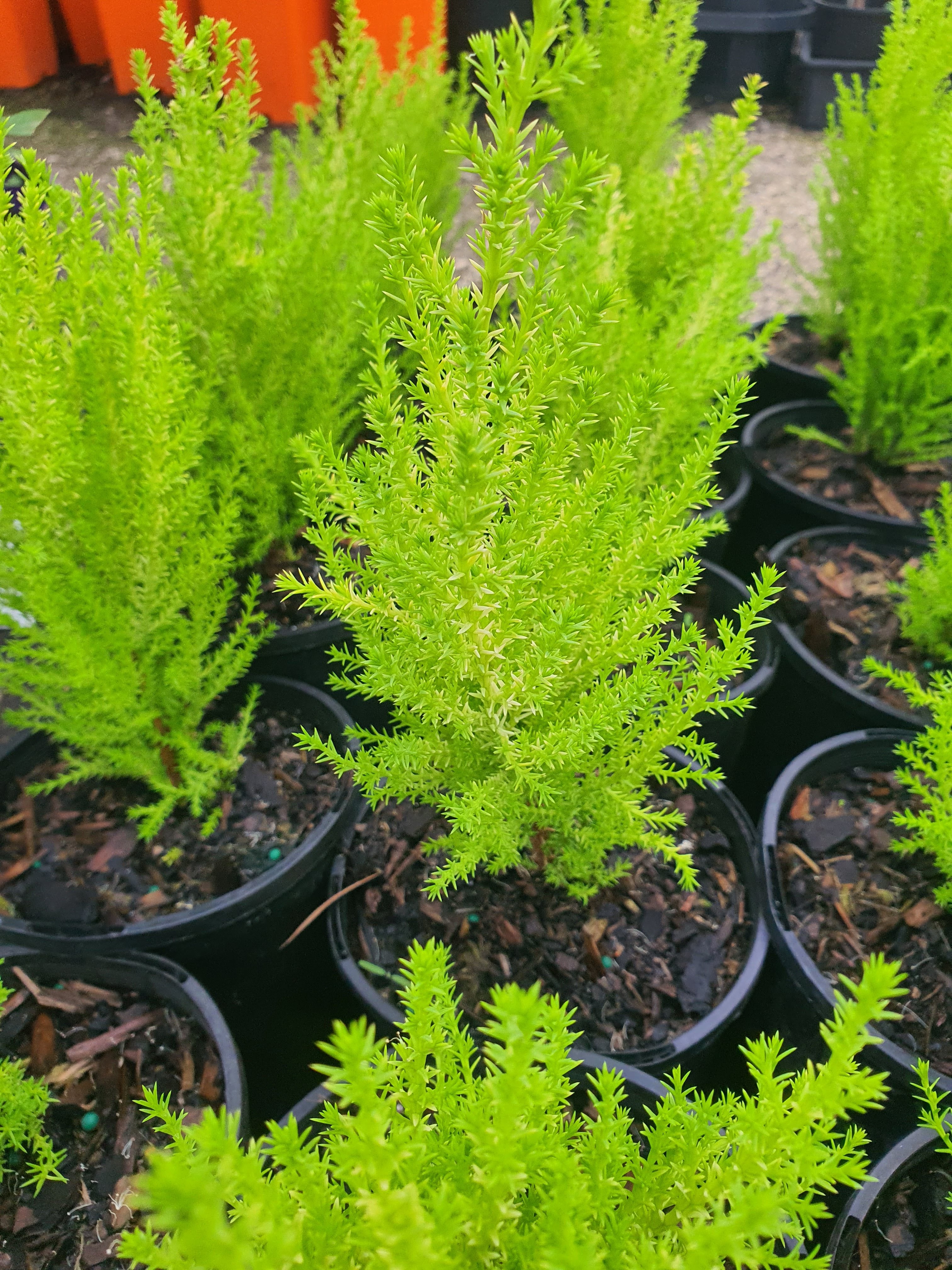 Lemon Scented Conifer