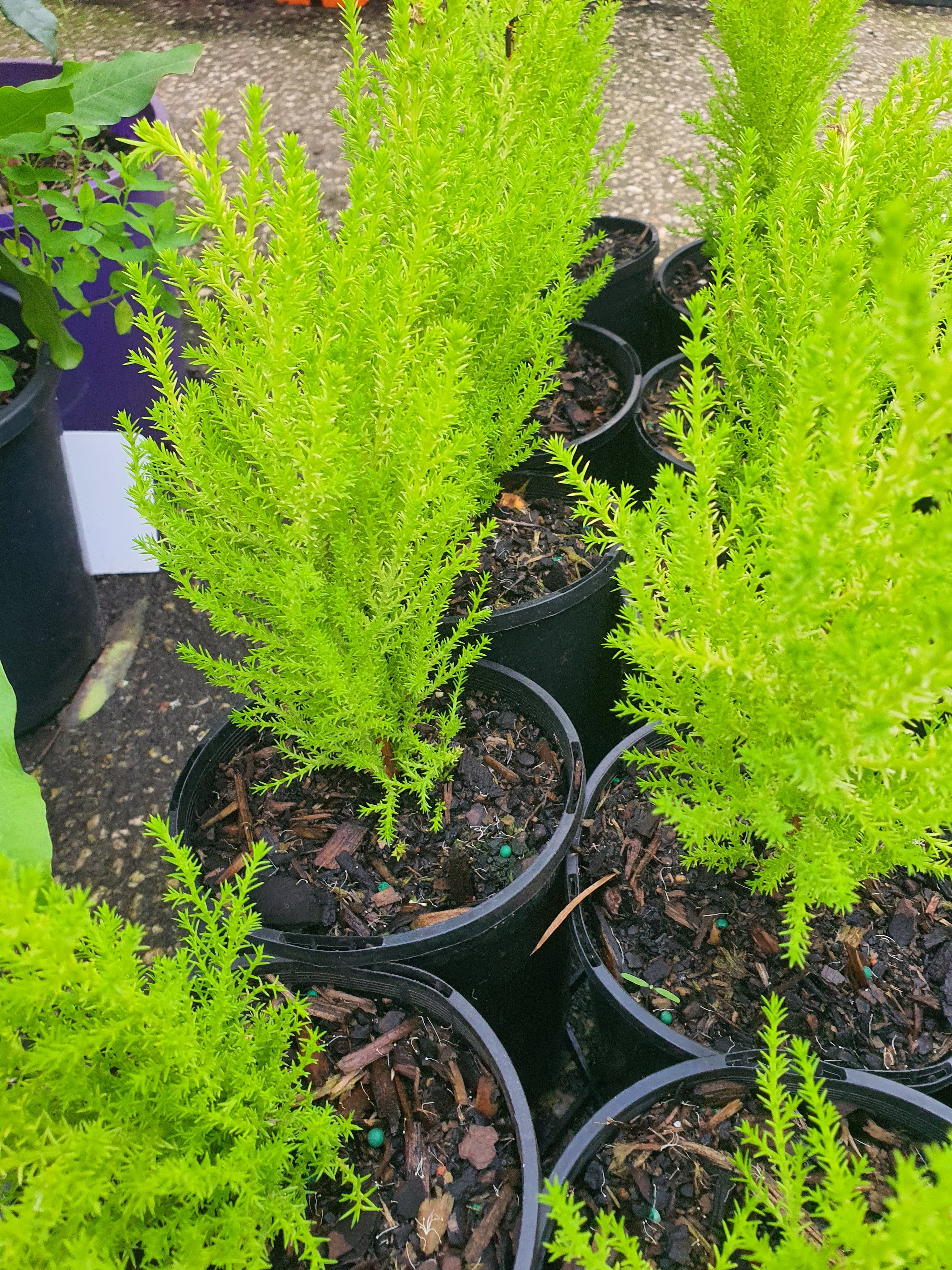 Lemon Scented Conifer