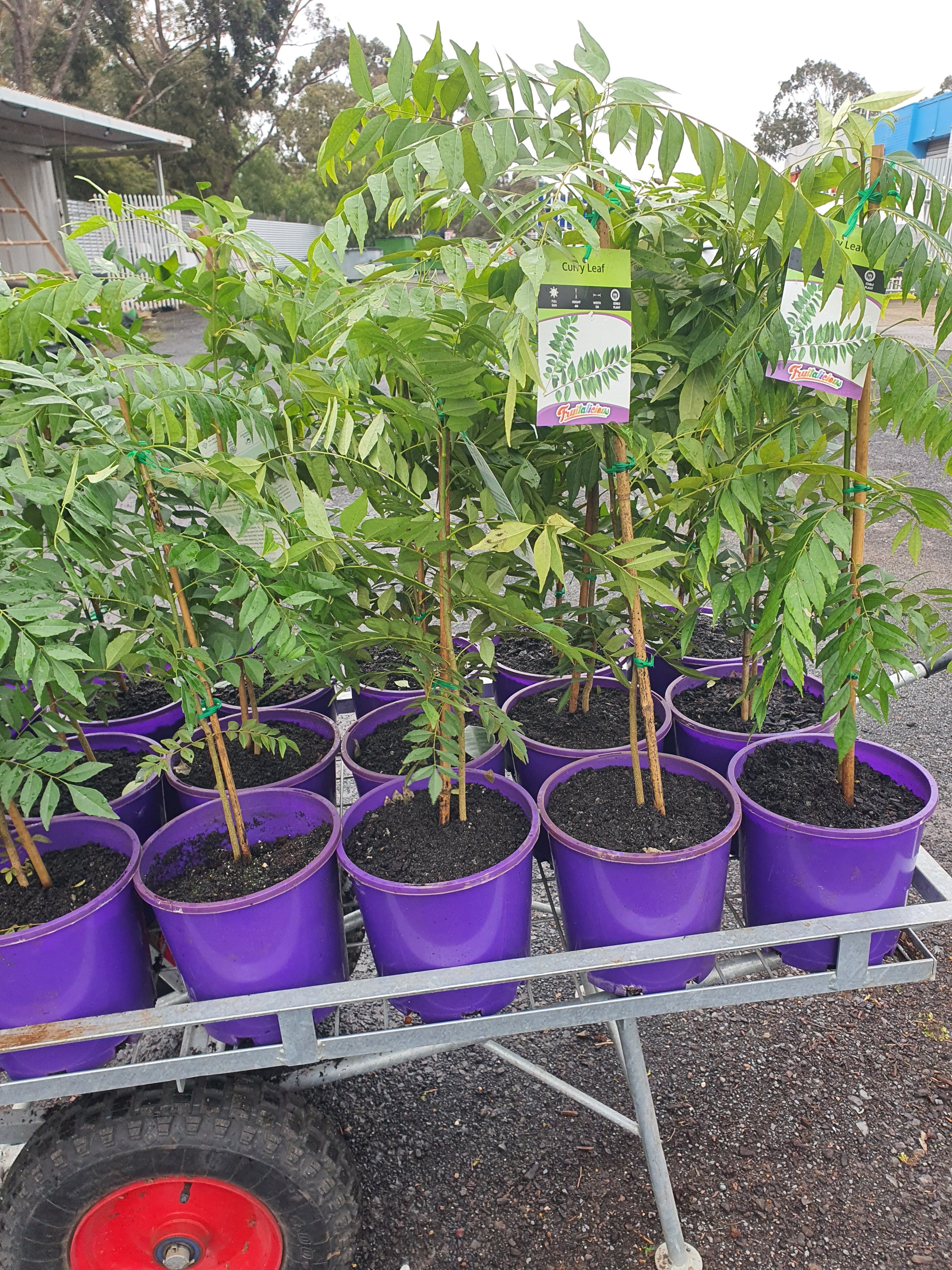 Curry Leaves Plants