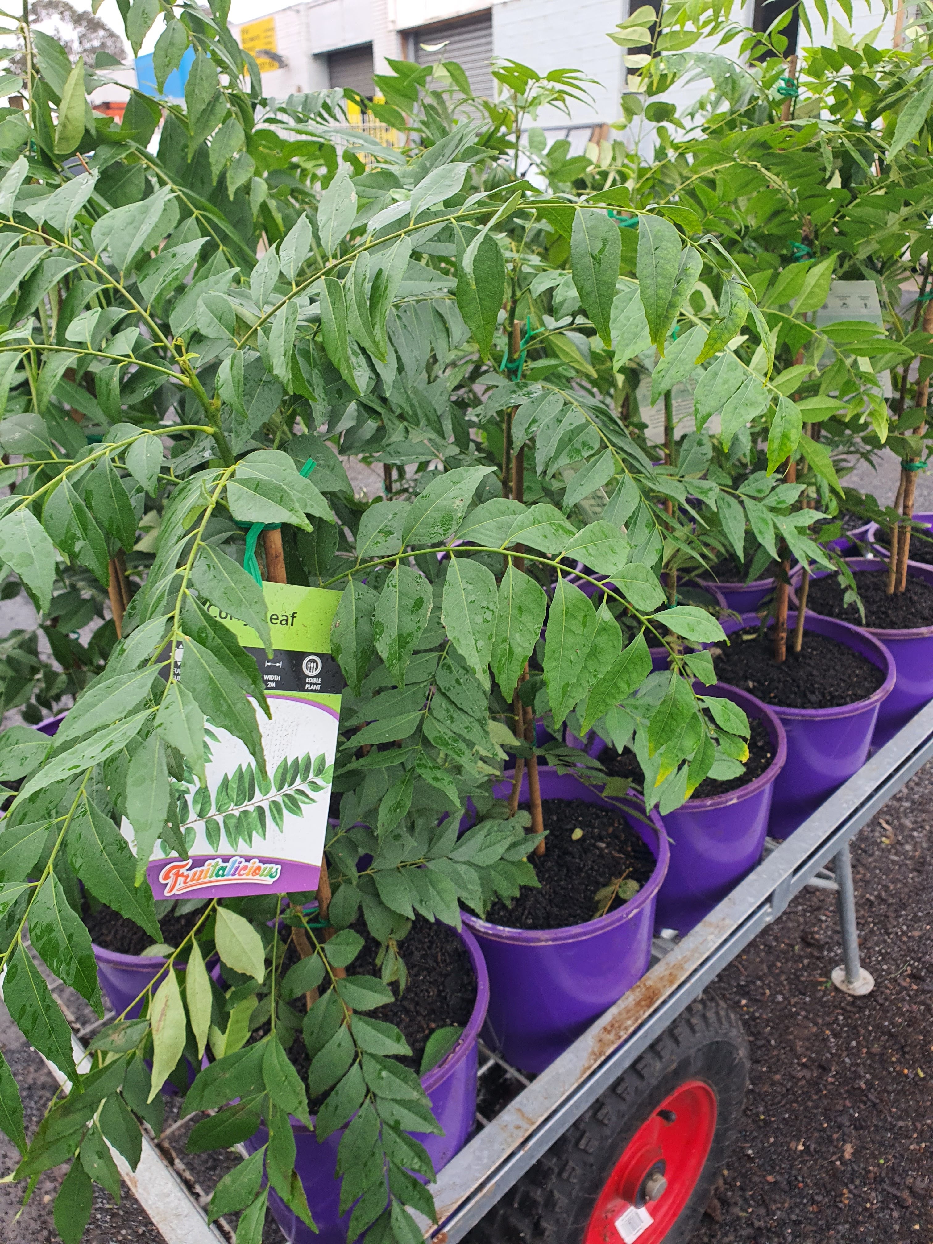Curry Leaves Plants