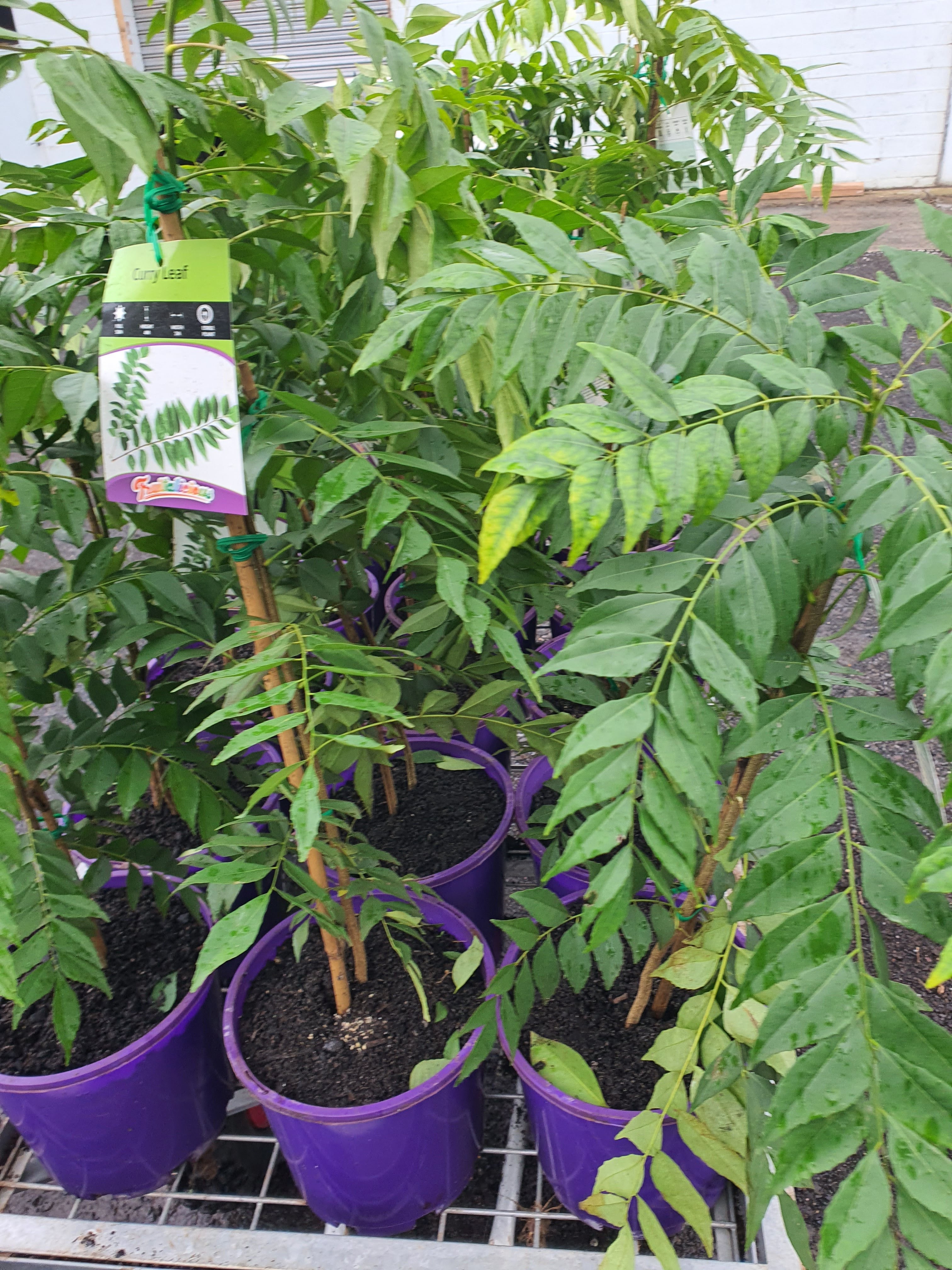Curry Leaves Plants