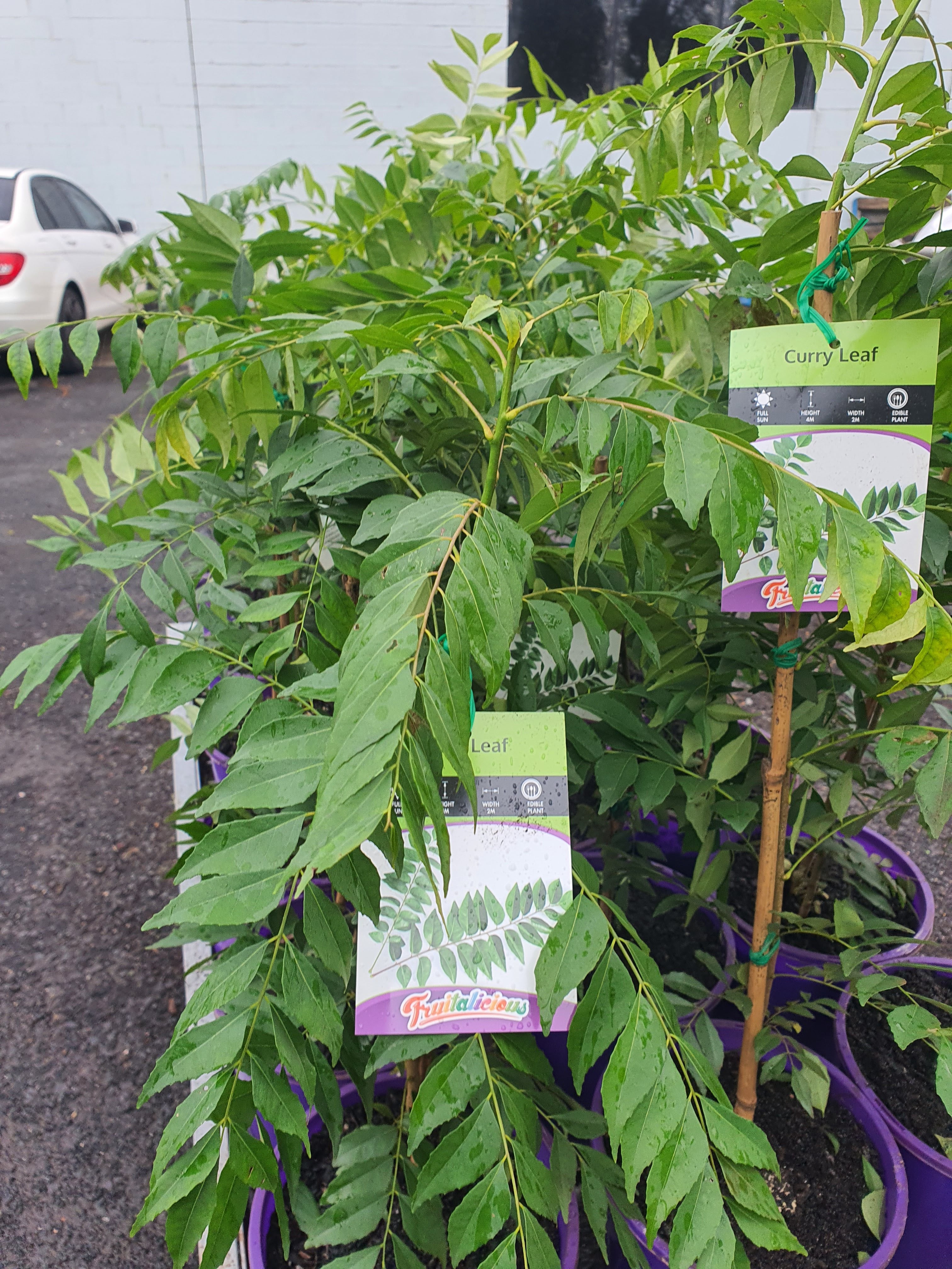 Curry Leaves Plants