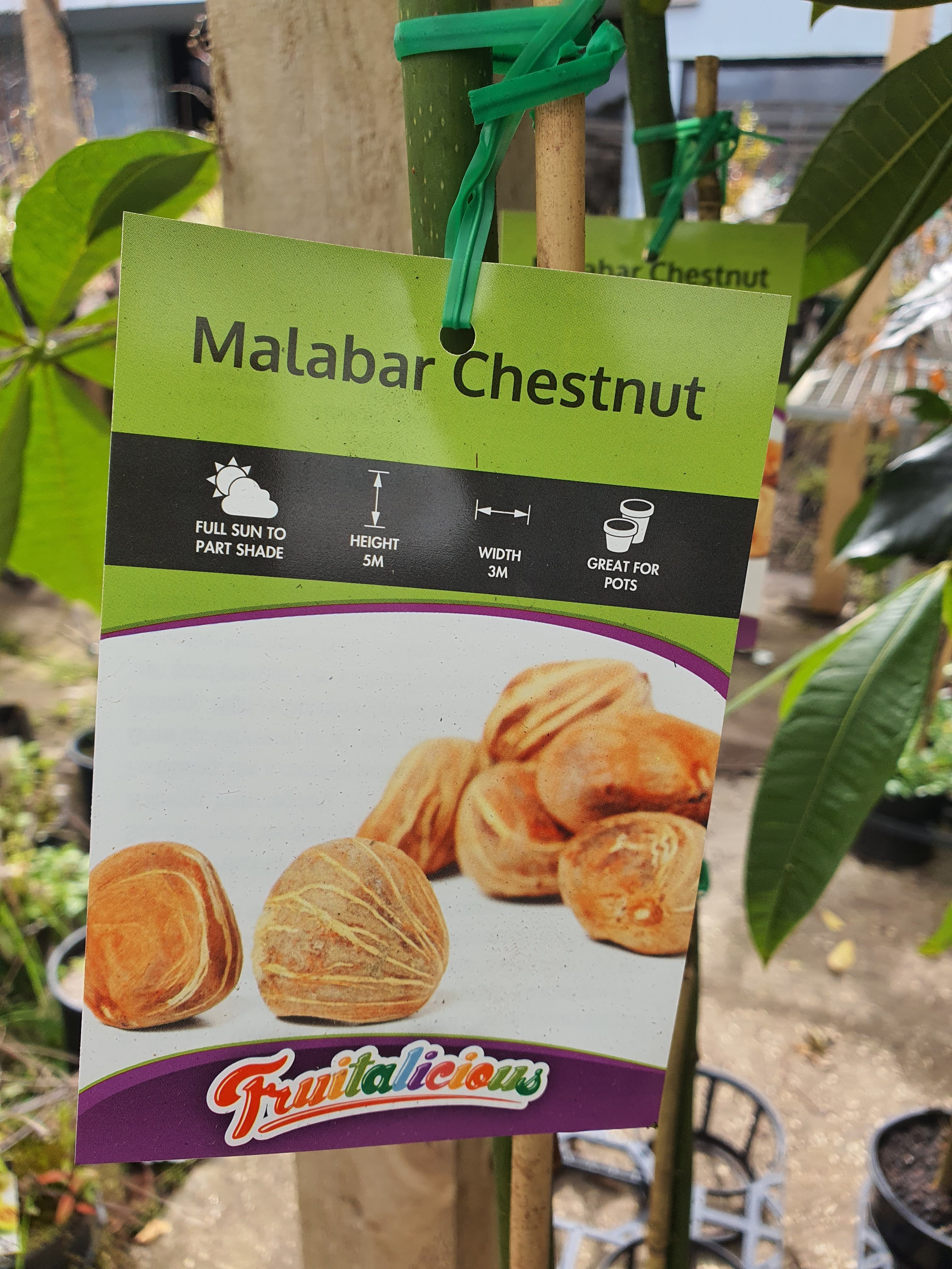 Malabar Chestnut Plant