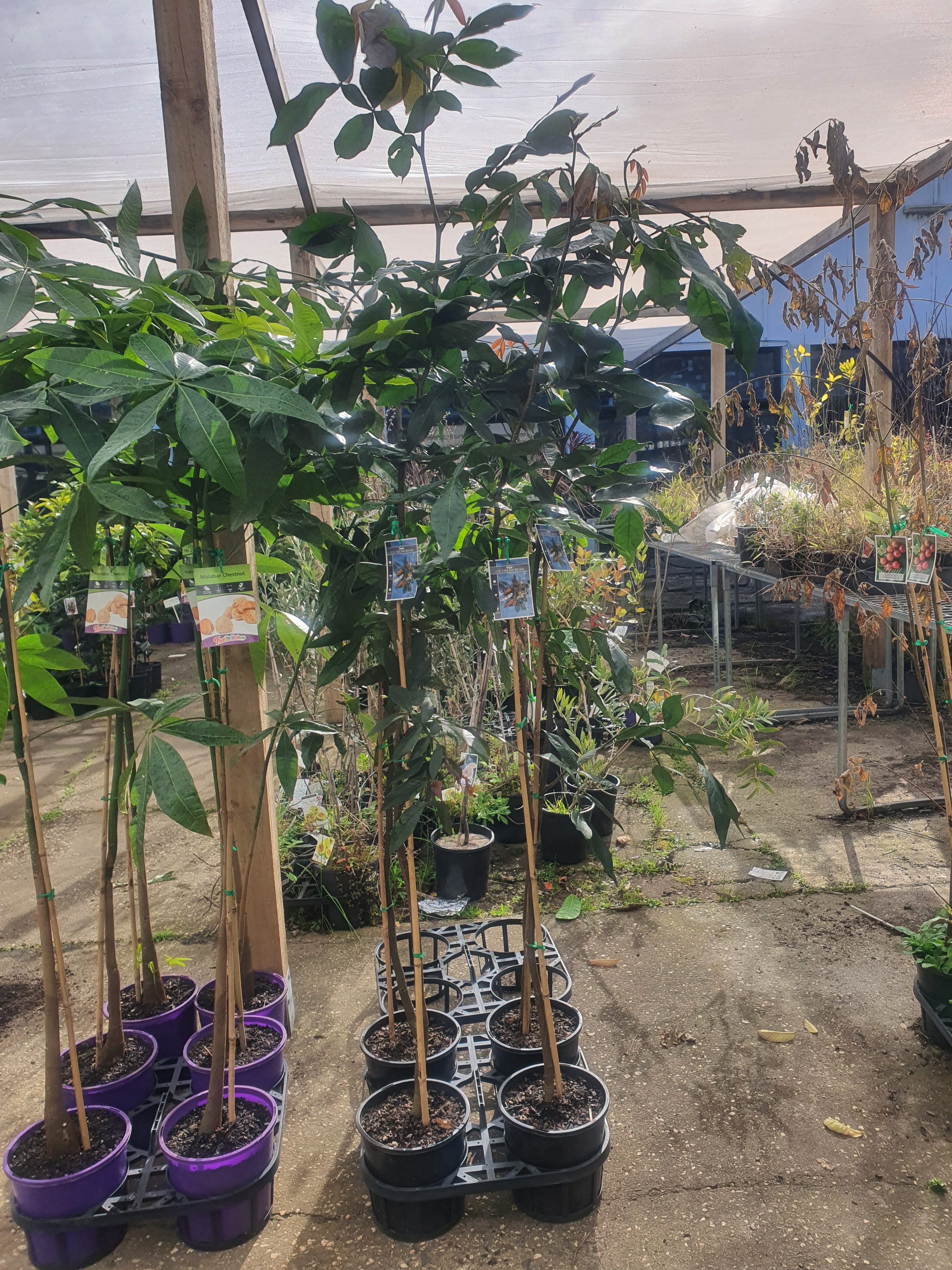 'Ice Cream Bean Plant'