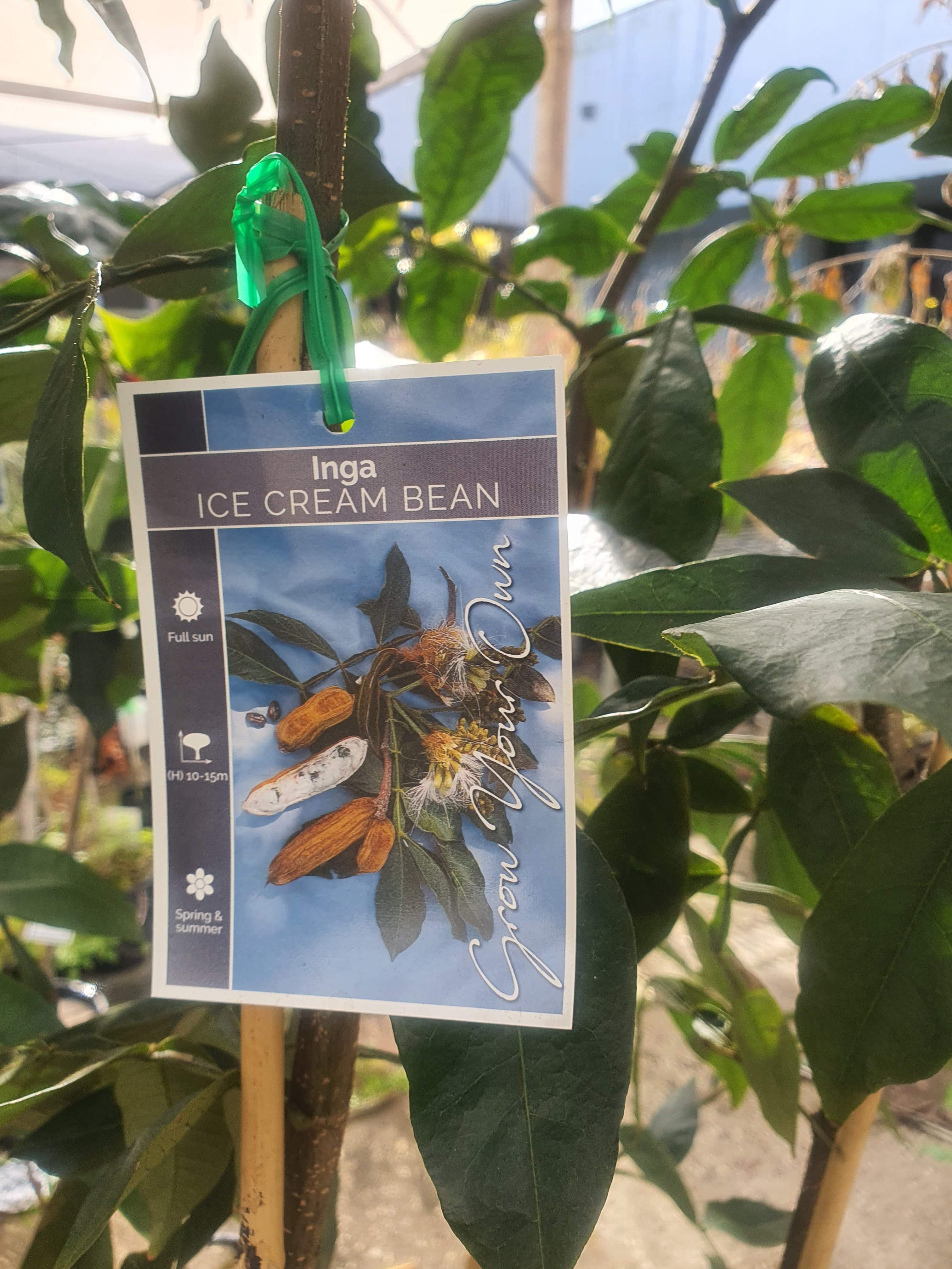 'Ice Cream Bean Plant'