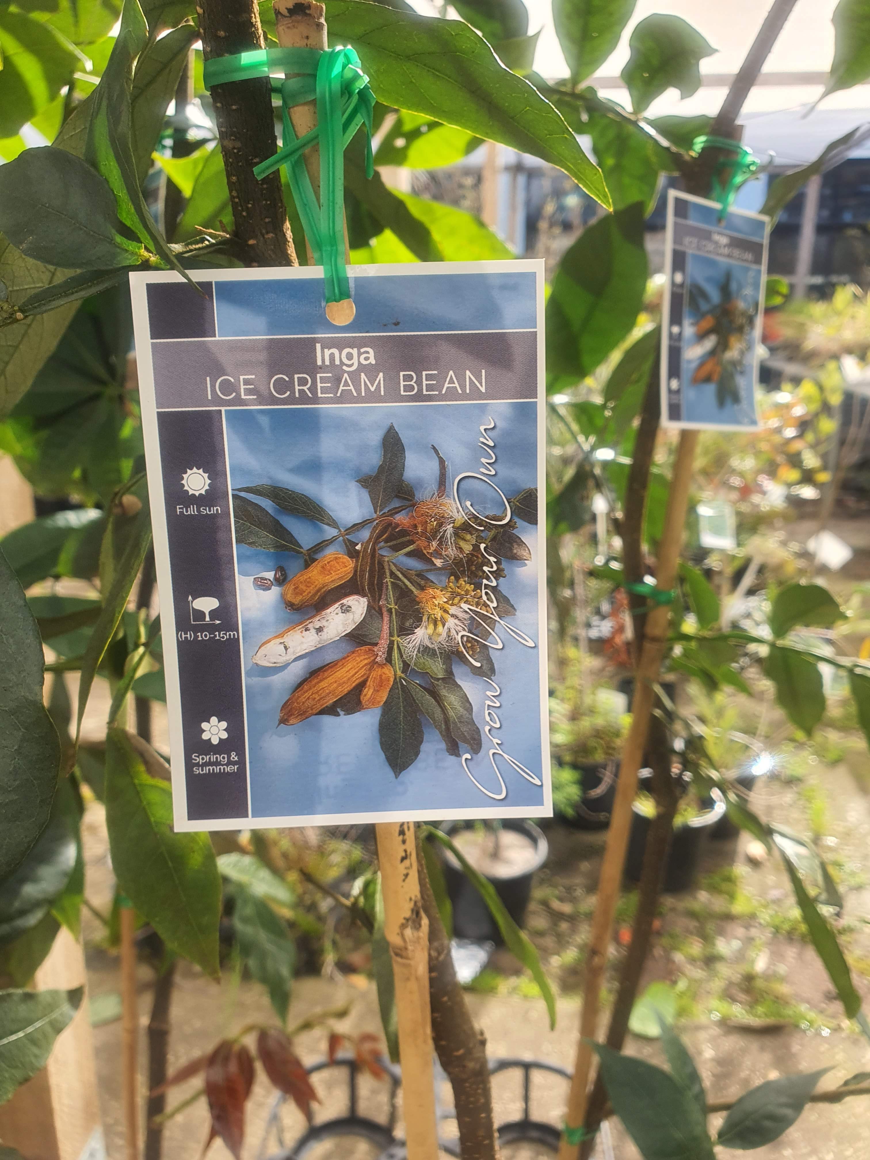 'Ice Cream Bean Plant'