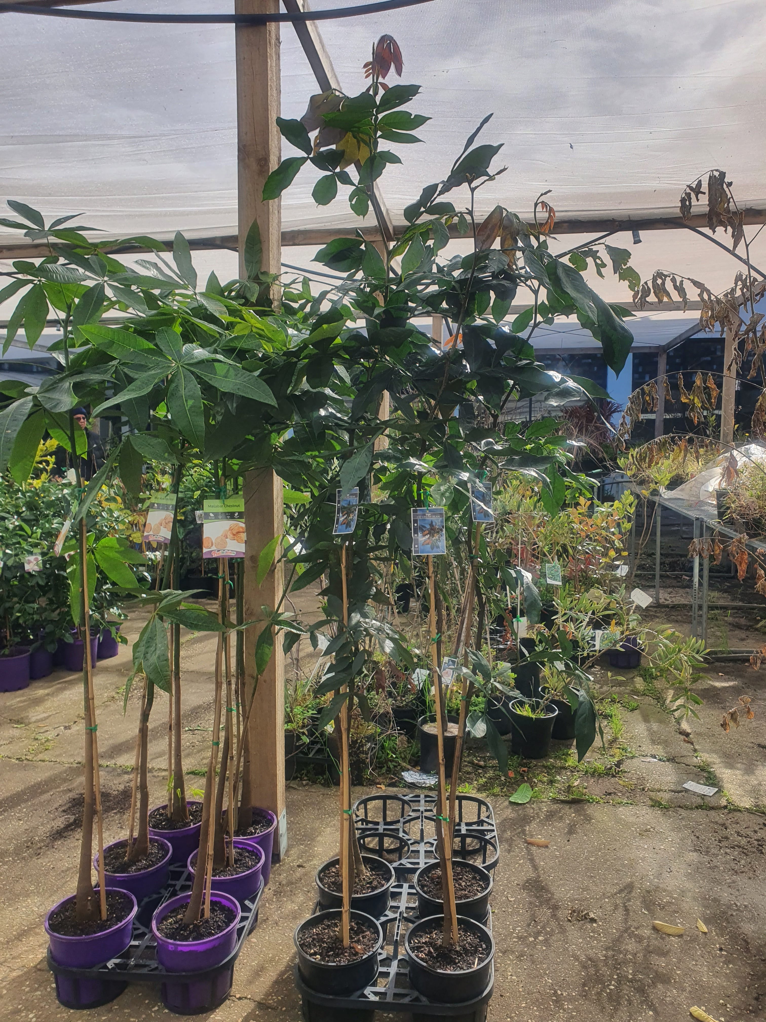 'Ice Cream Bean Plant'