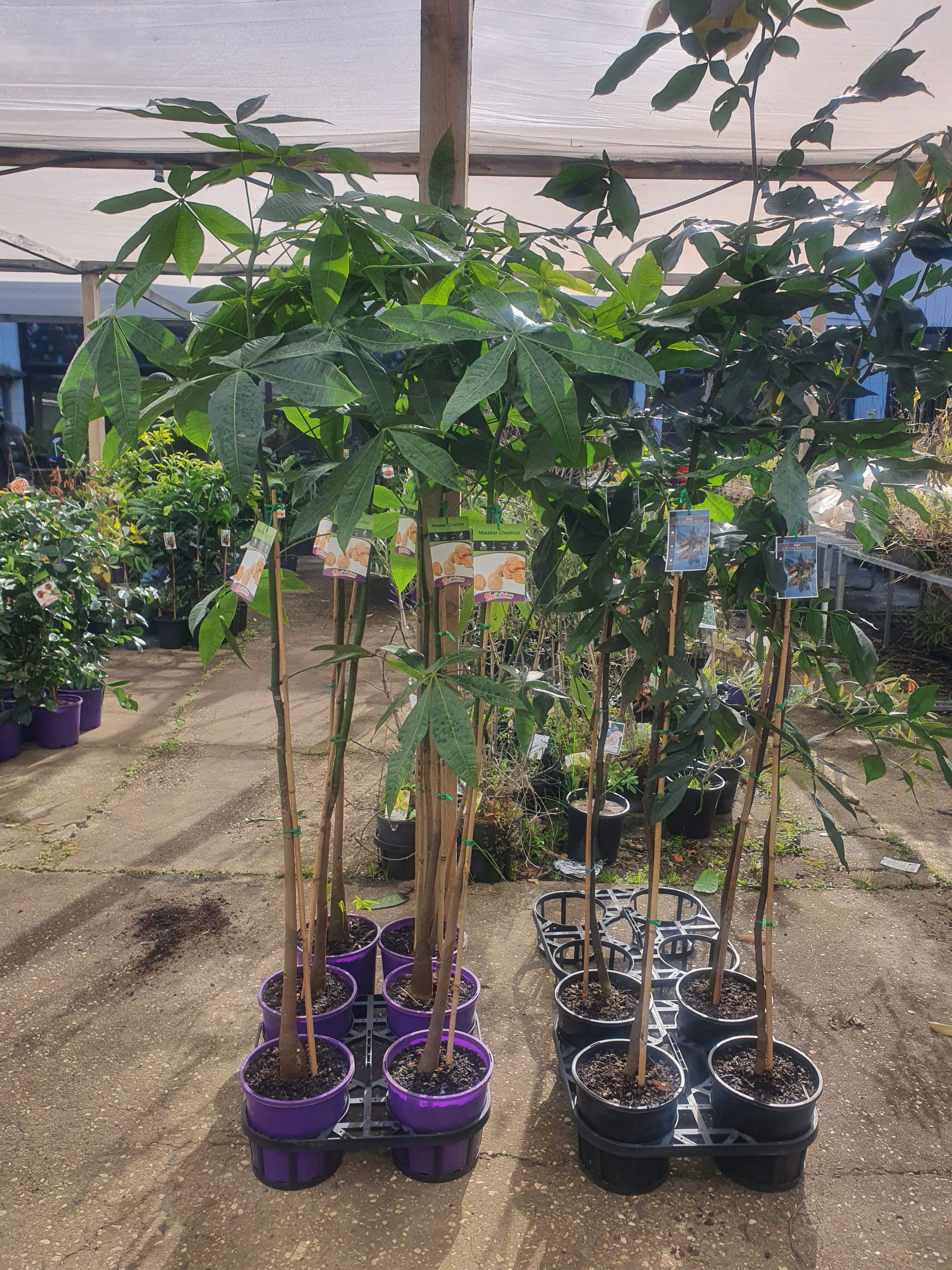 'Ice Cream Bean Plant'