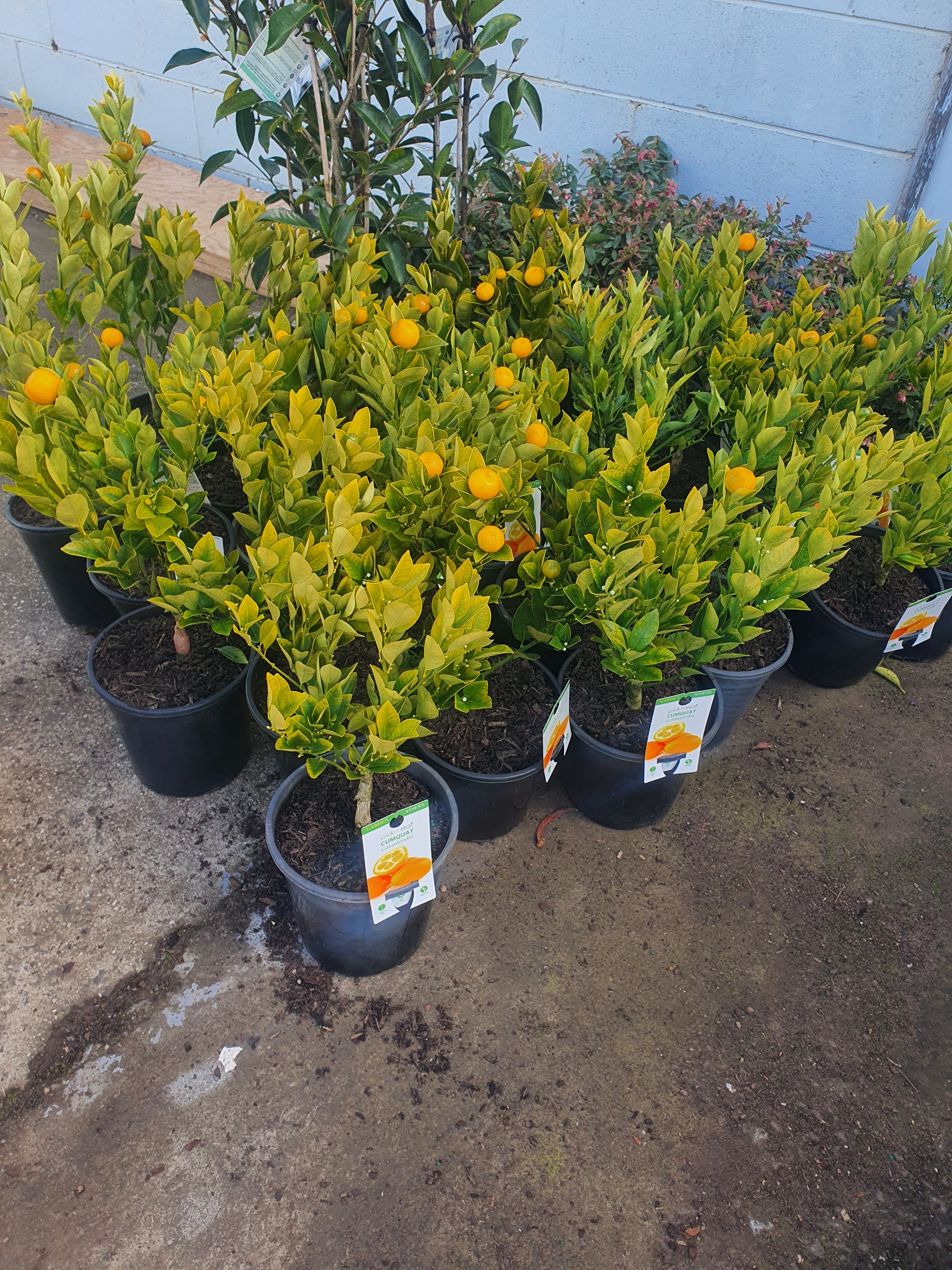 'Kumquat / Cumquat plant'