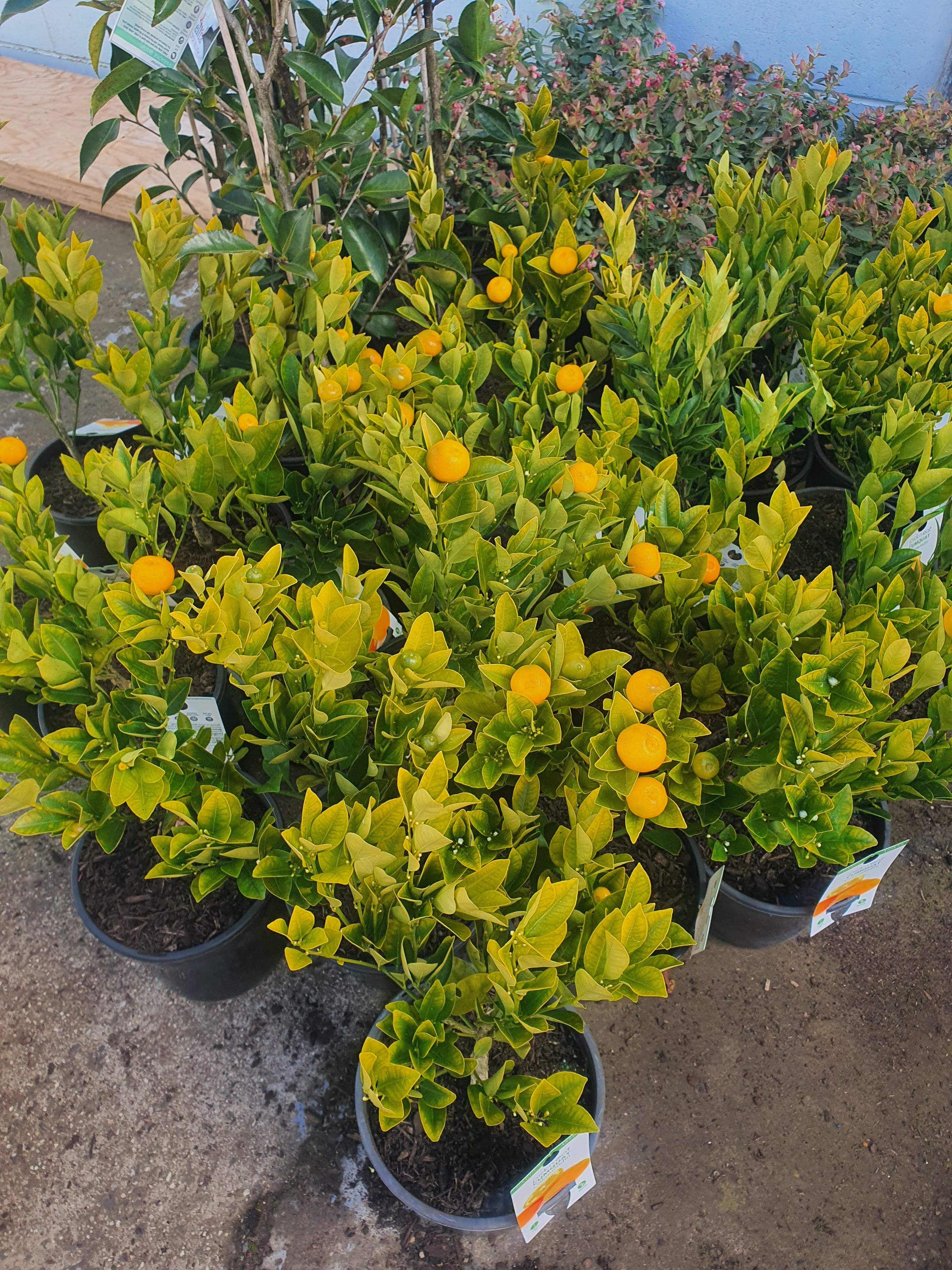 'Kumquat / Cumquat plant'