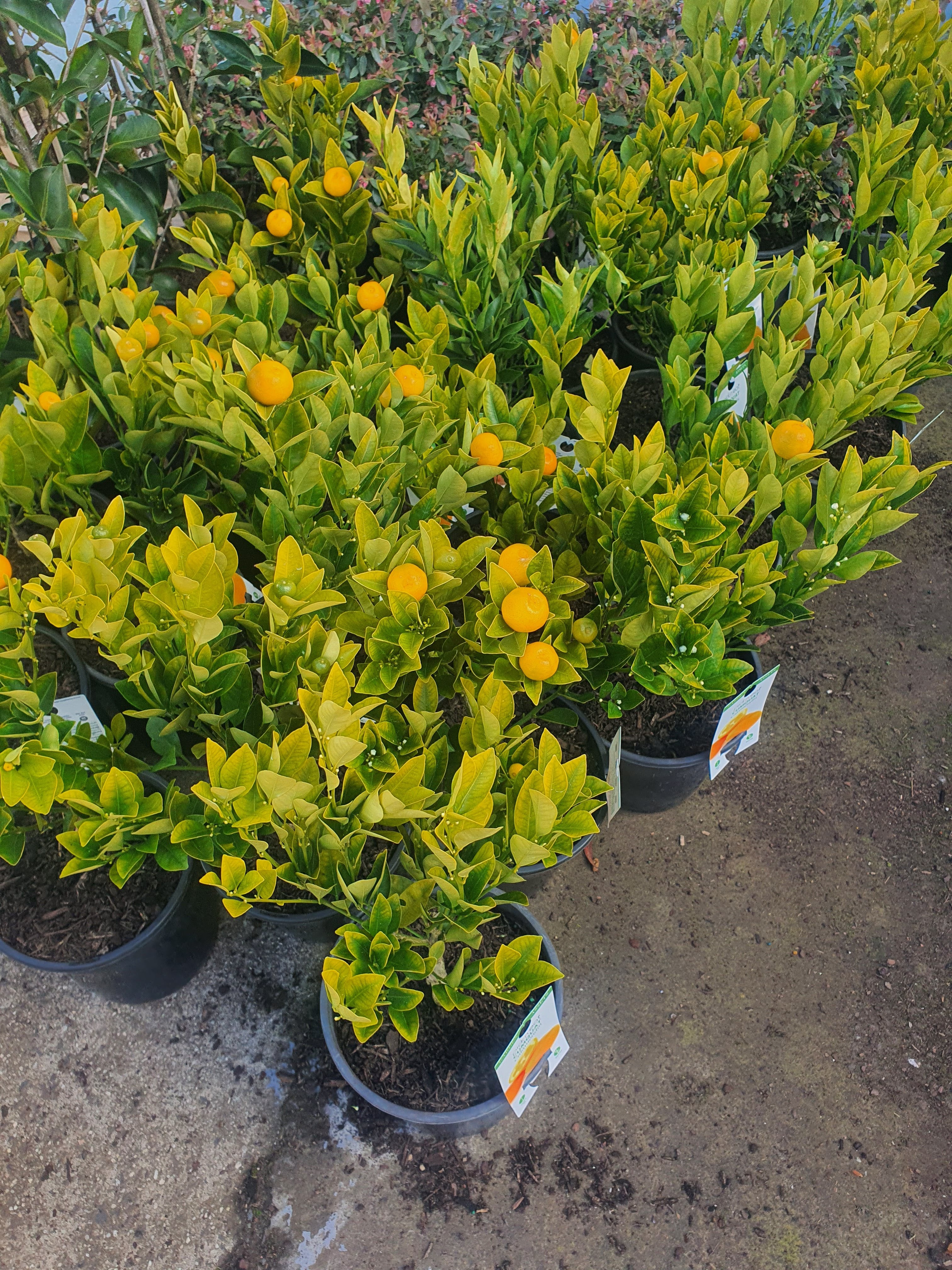'Kumquat / Cumquat plant'