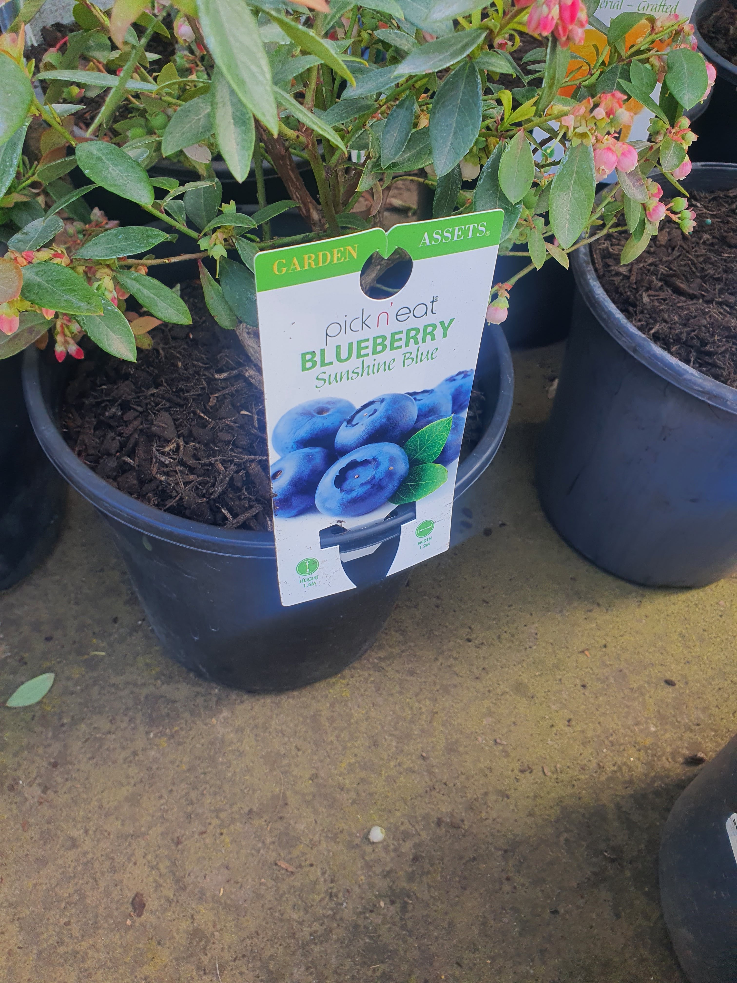 Blueberry Plant