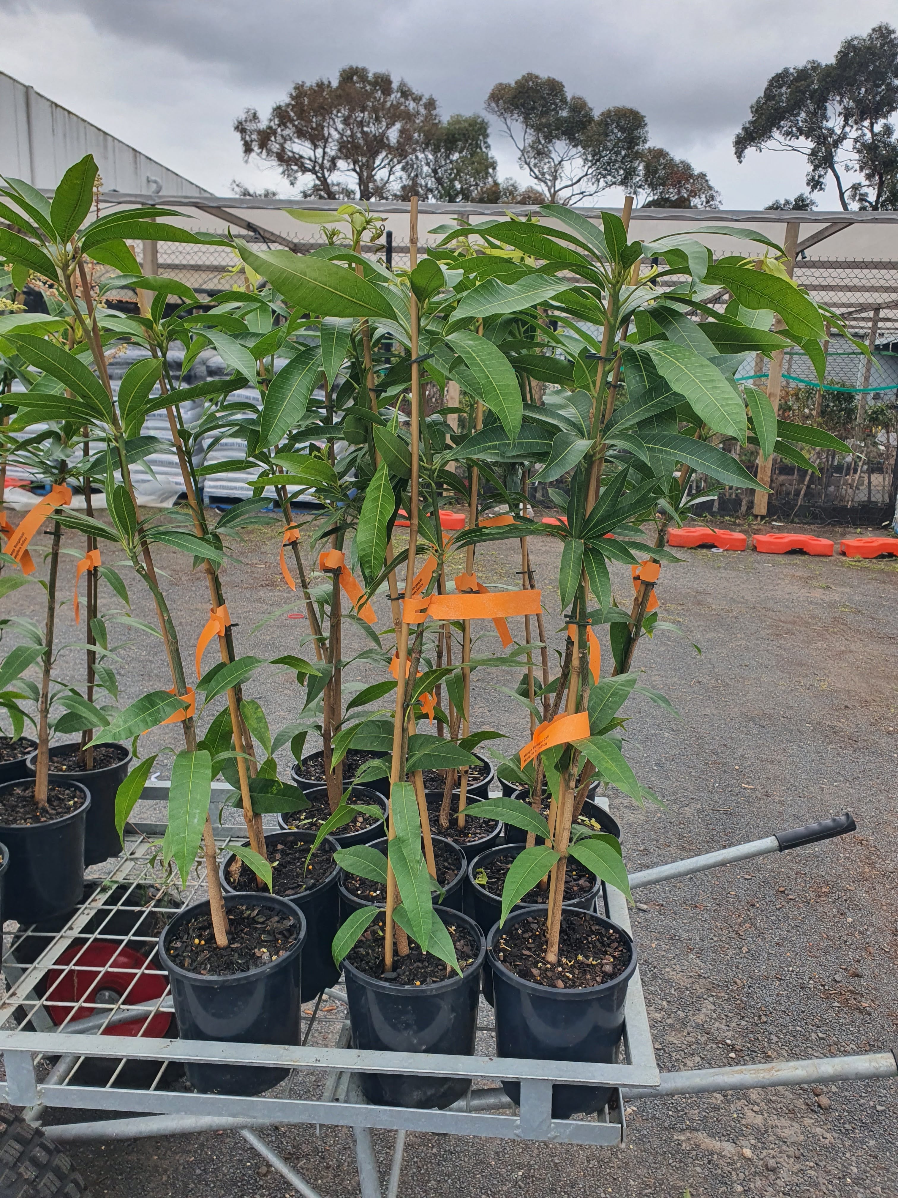 'Banganapalli Mango Plant'