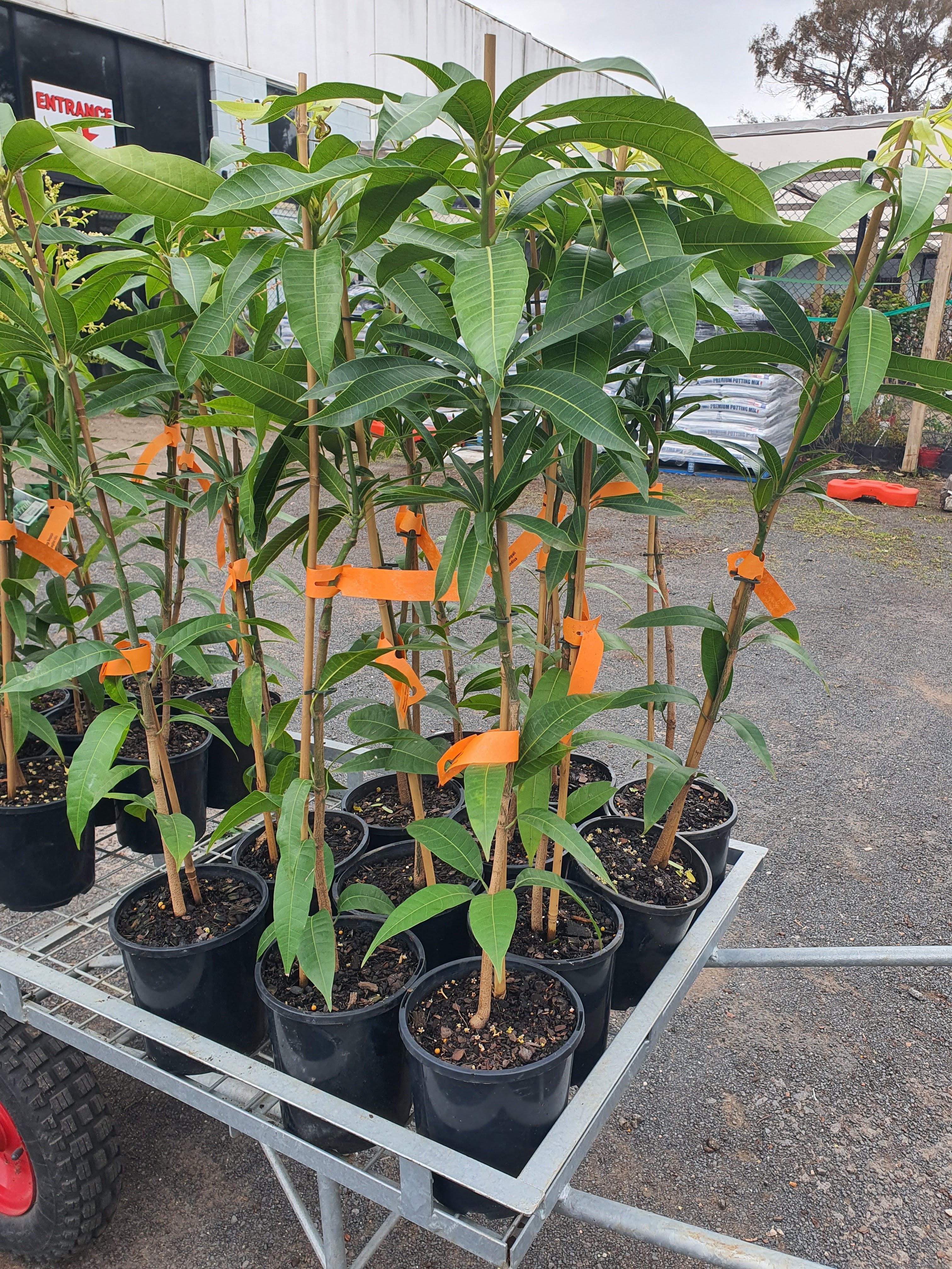 'Banganapalli Mango Plant'