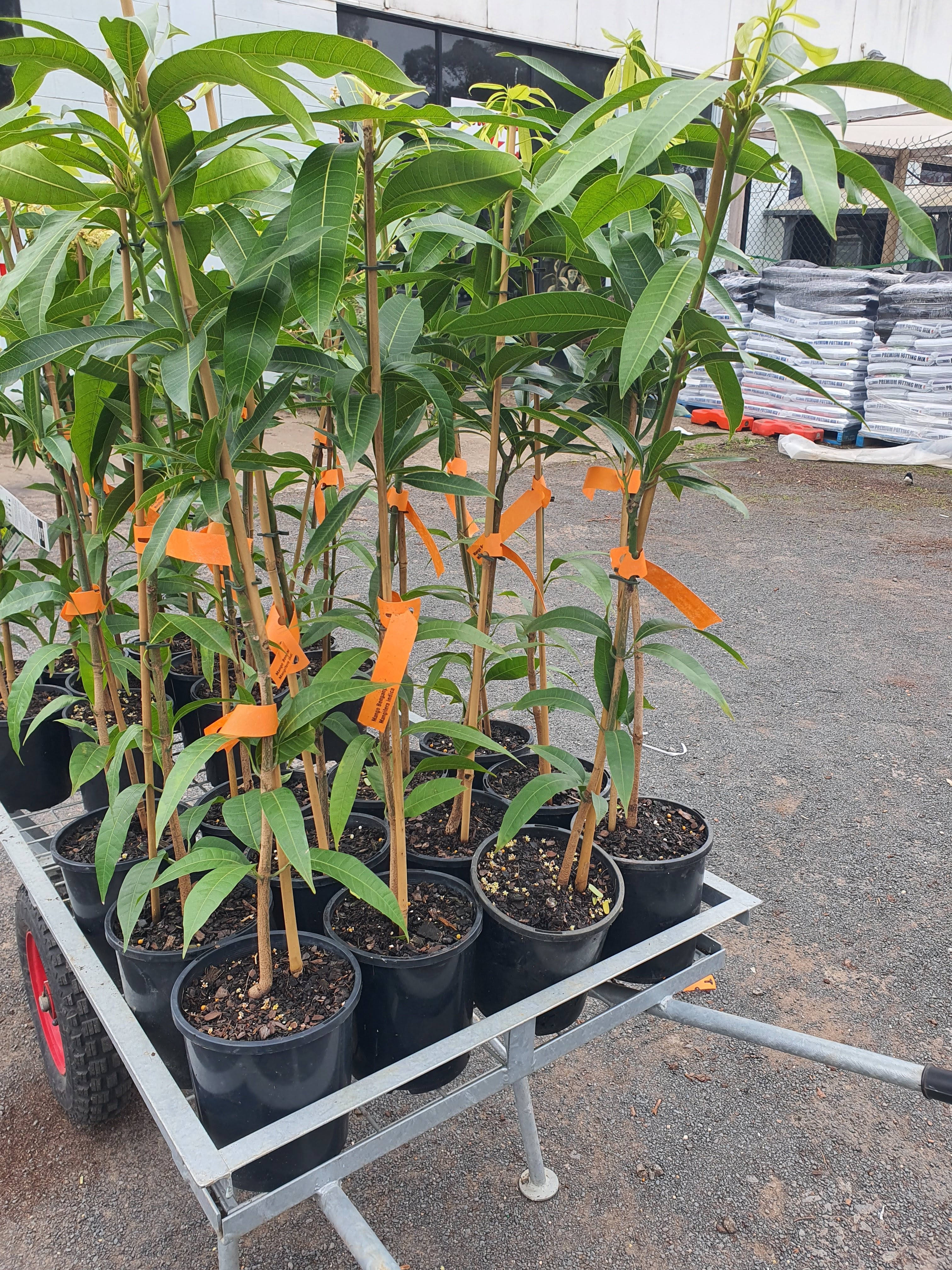 'Banganapalli Mango Plant'