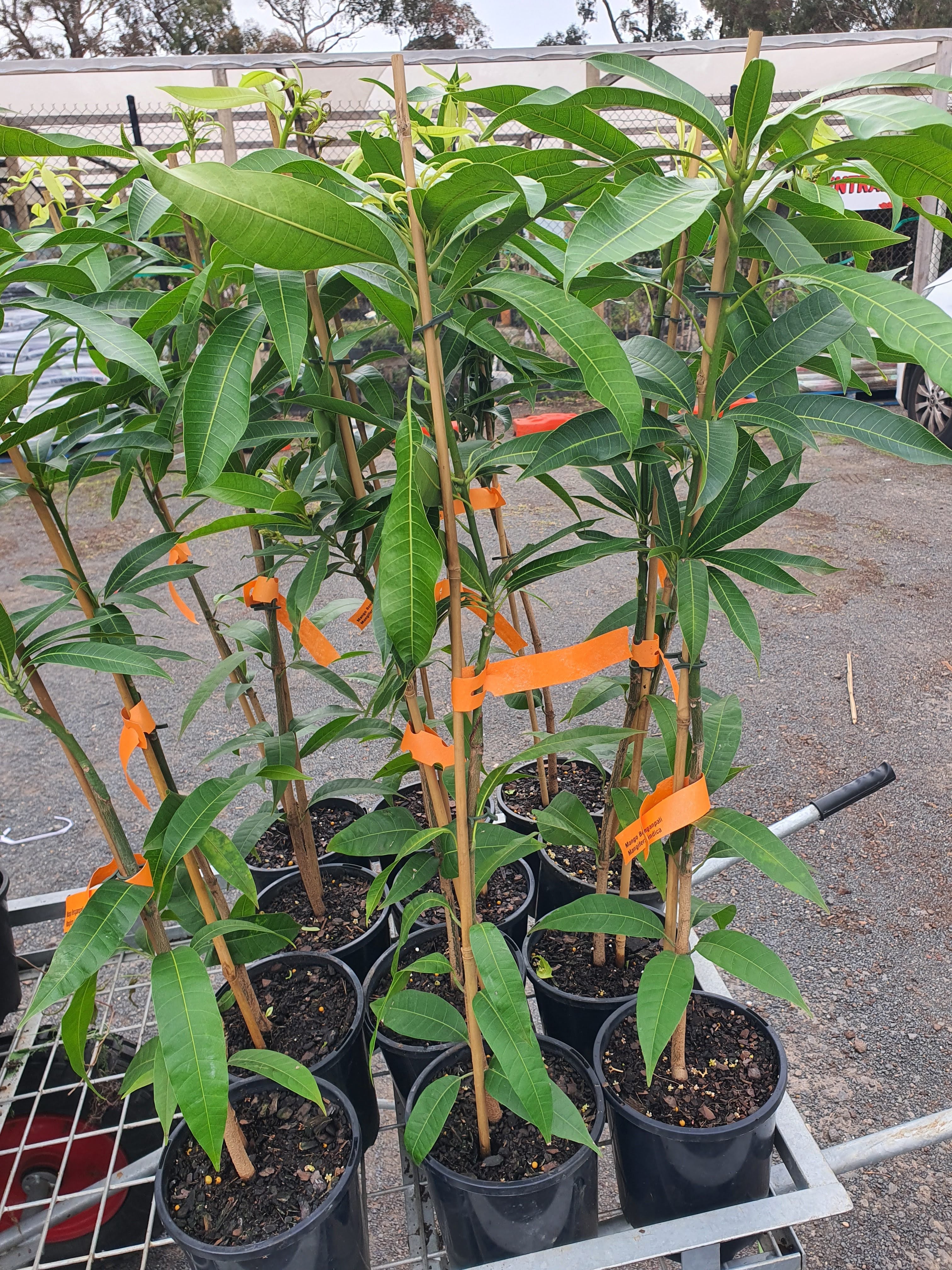'Banganapalli Mango Plant'