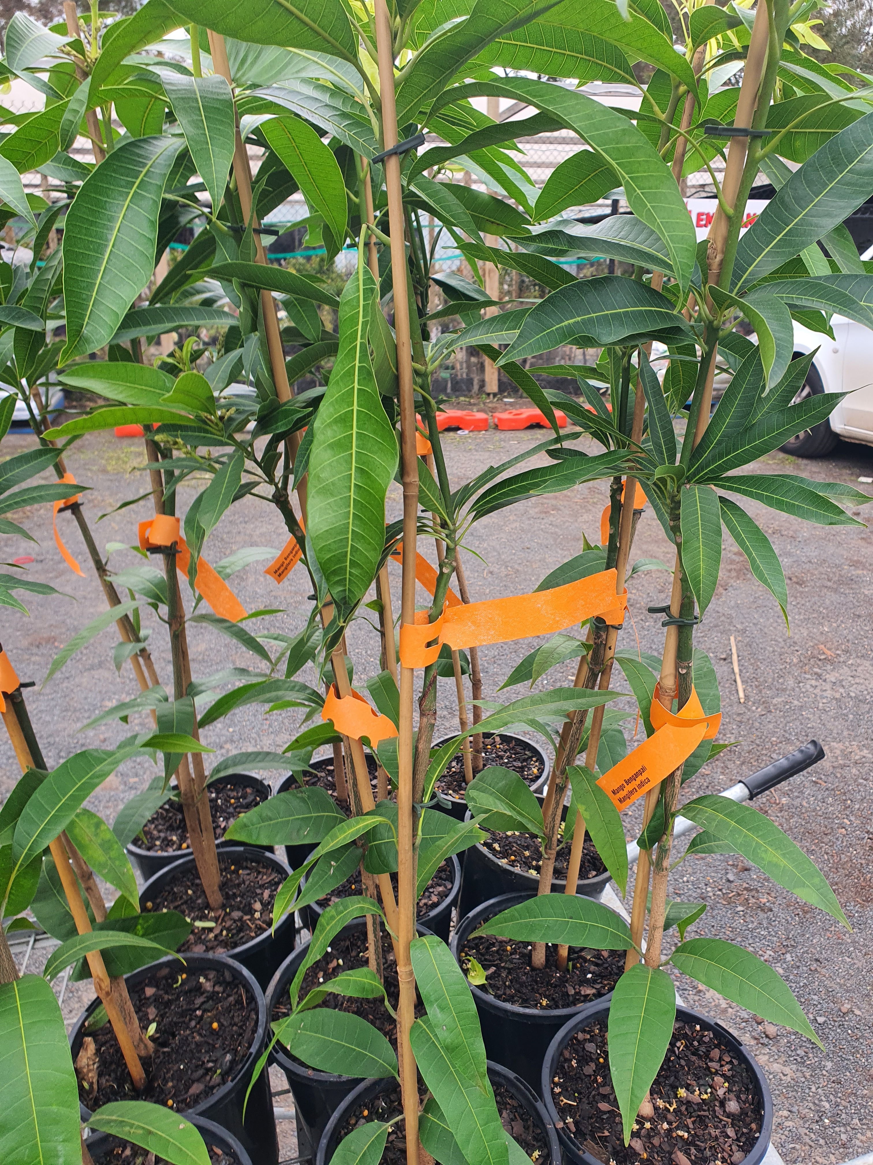 'Banganapalli Mango Plant'