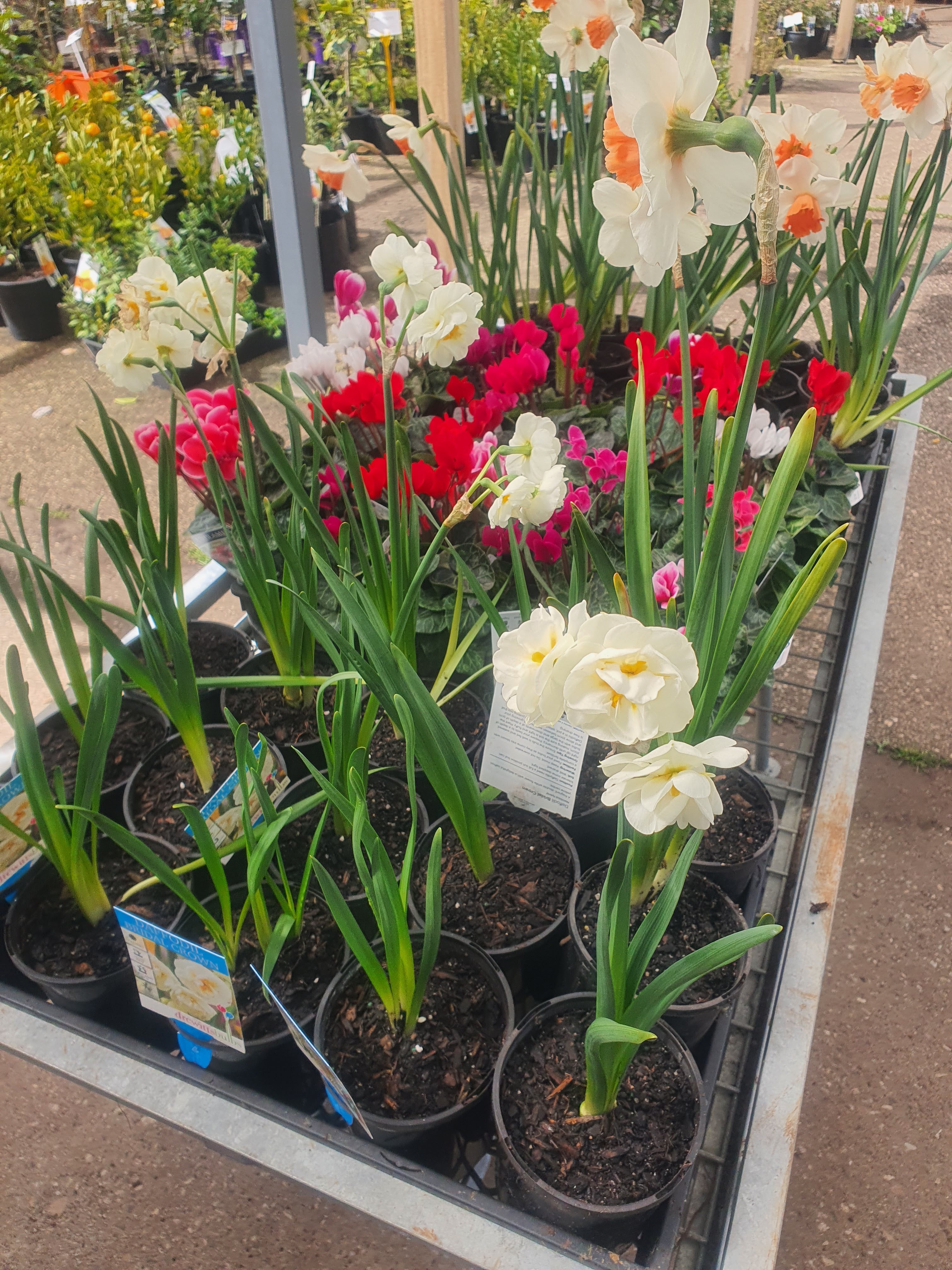 Daffodil Flower Plants
