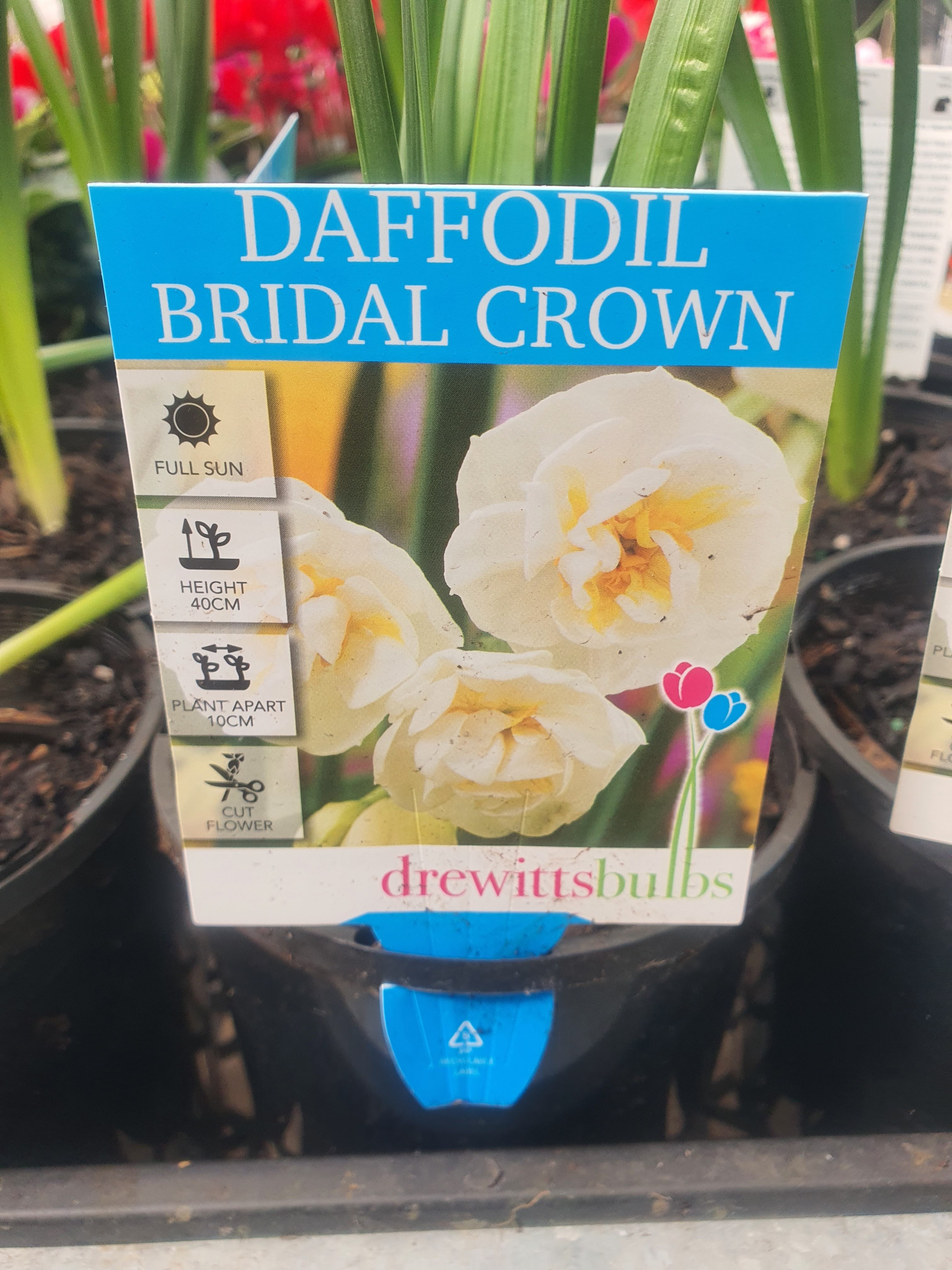 Daffodil Flower Plants
