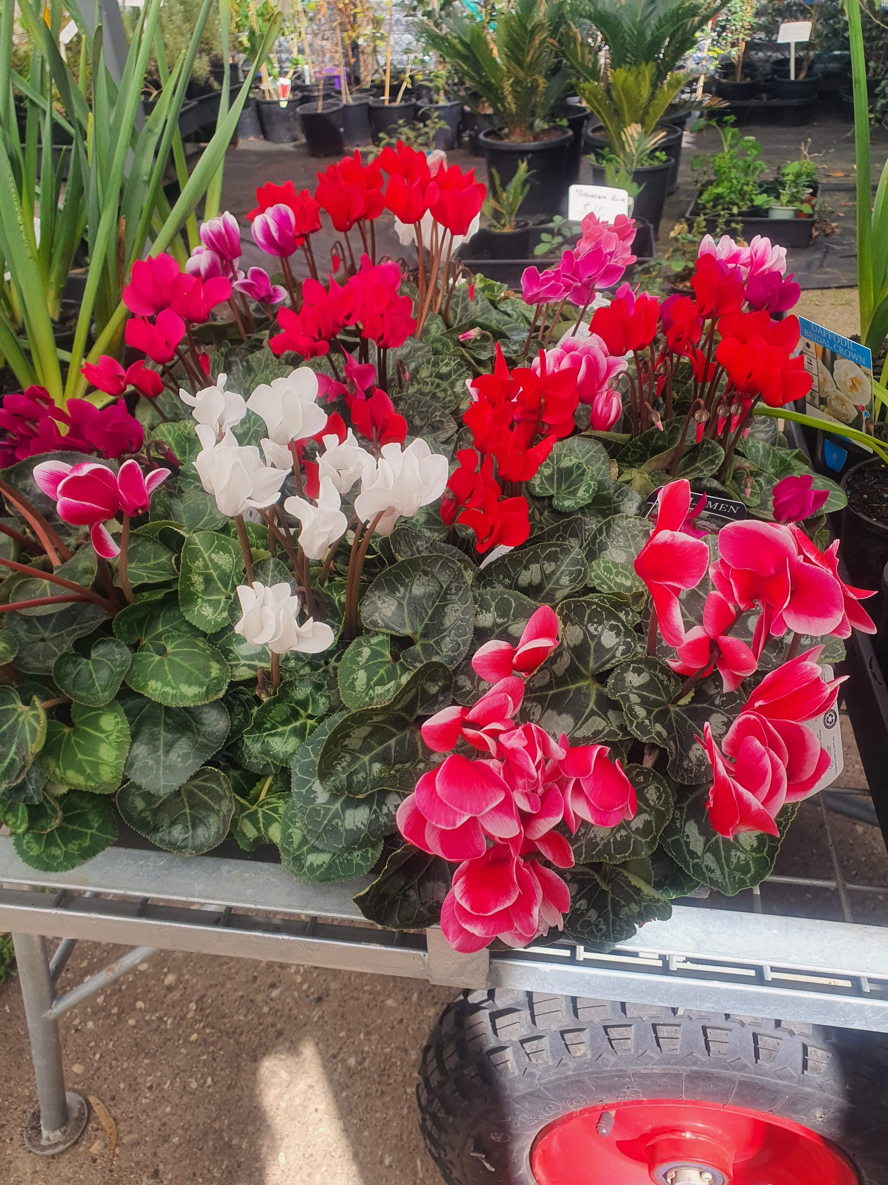 'Cyclamen flower plants'