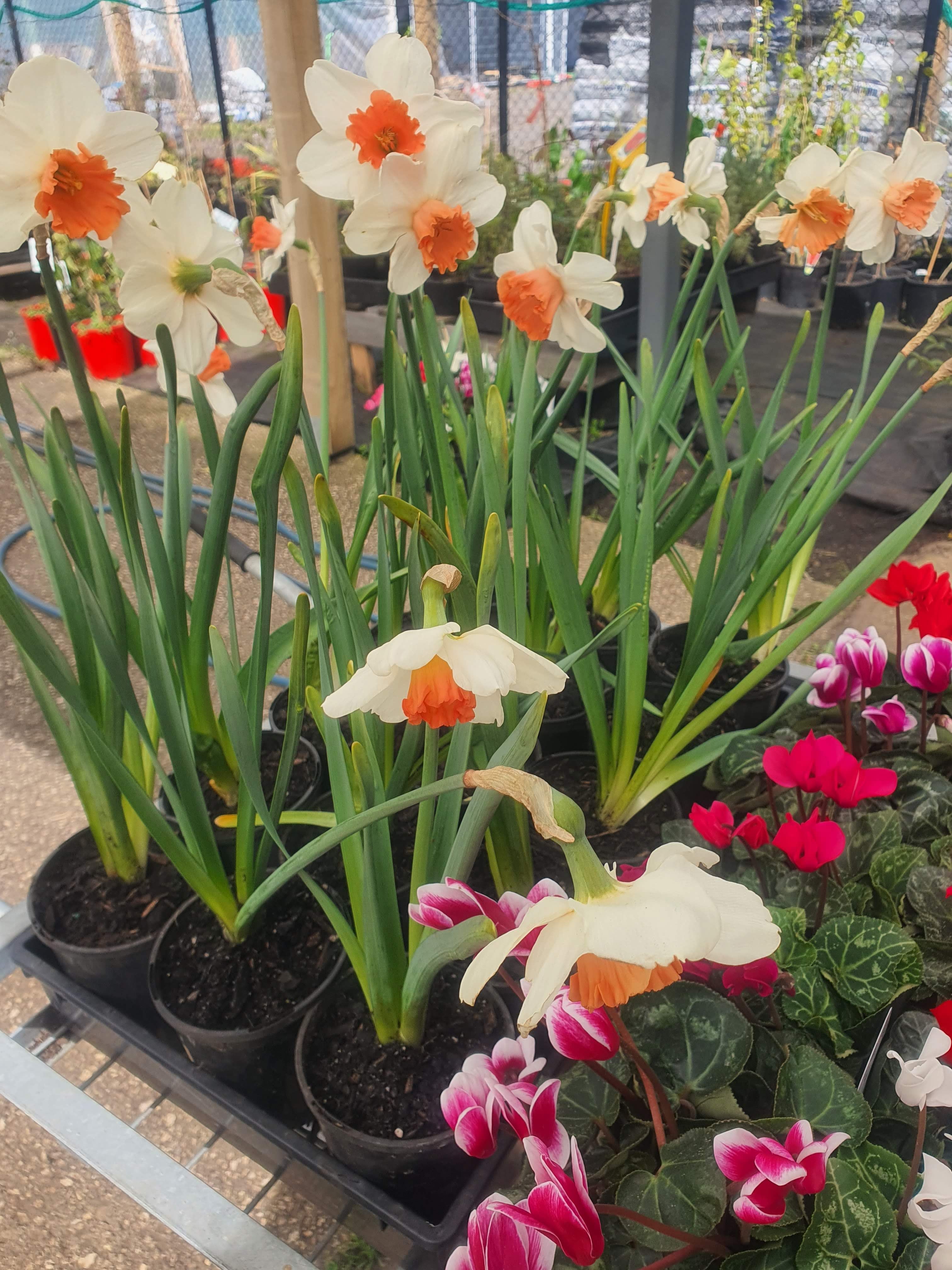 Daffodil Flower Plants