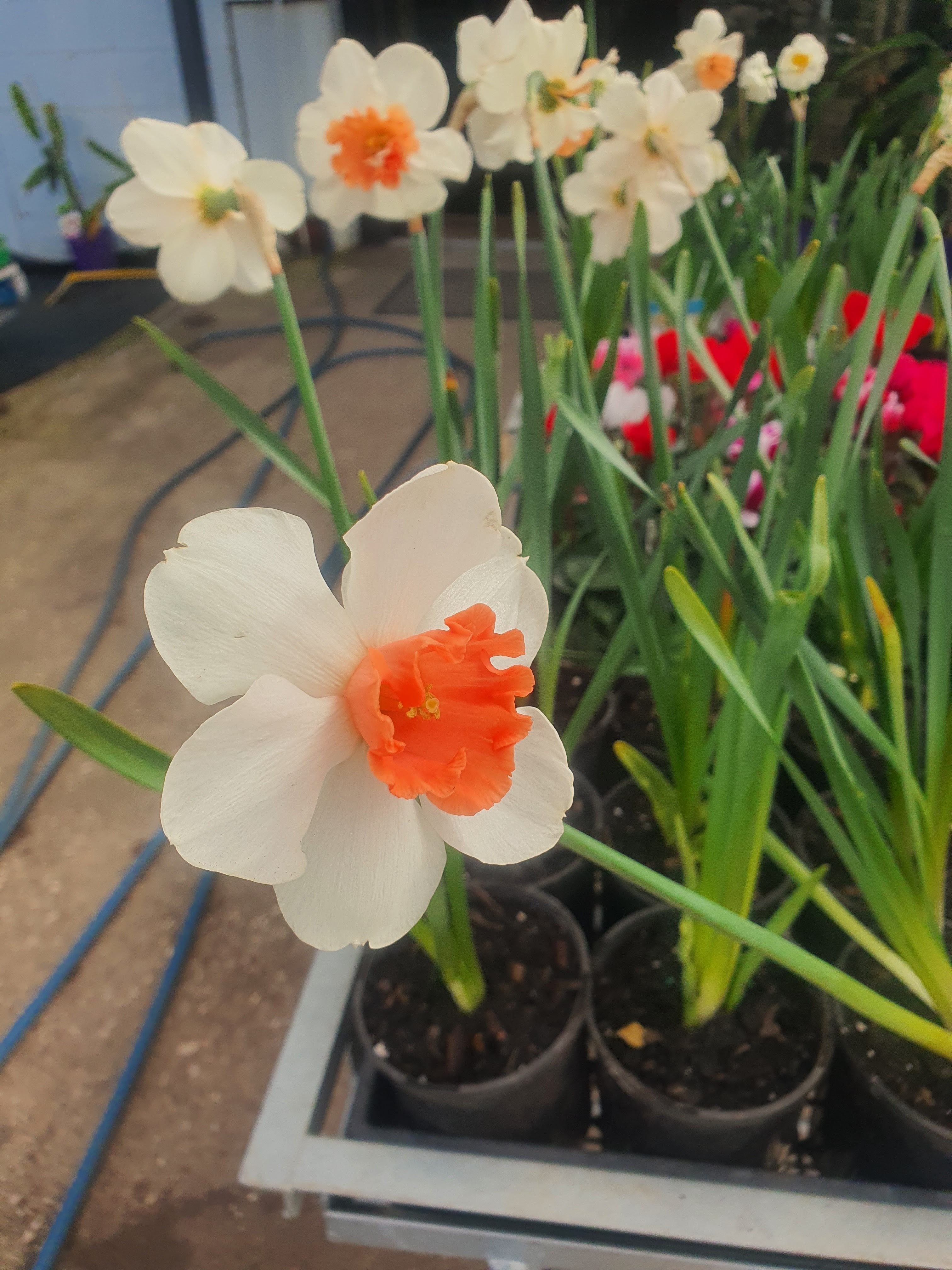 Daffodil Flower Plants