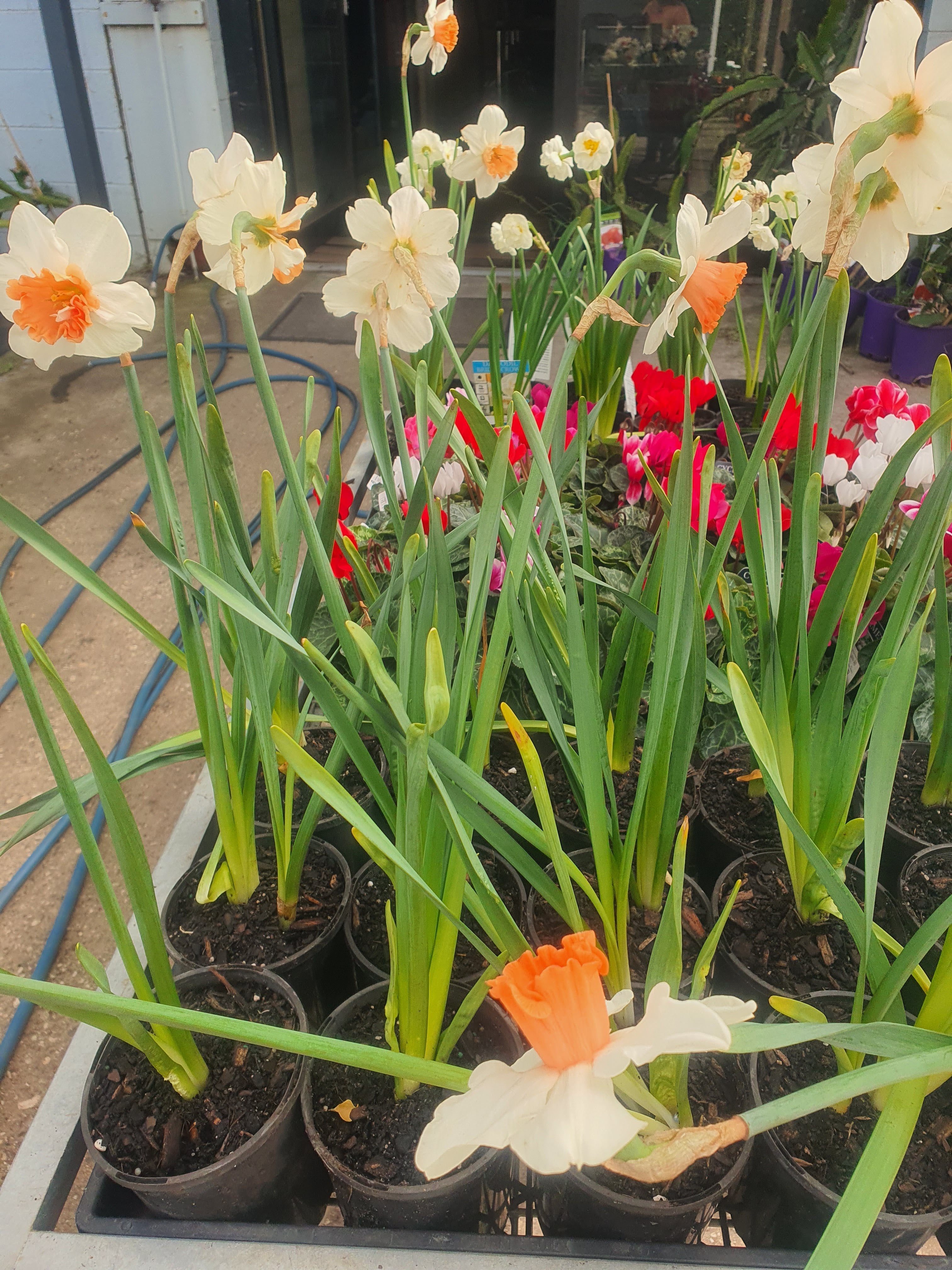 Daffodil Flower Plants