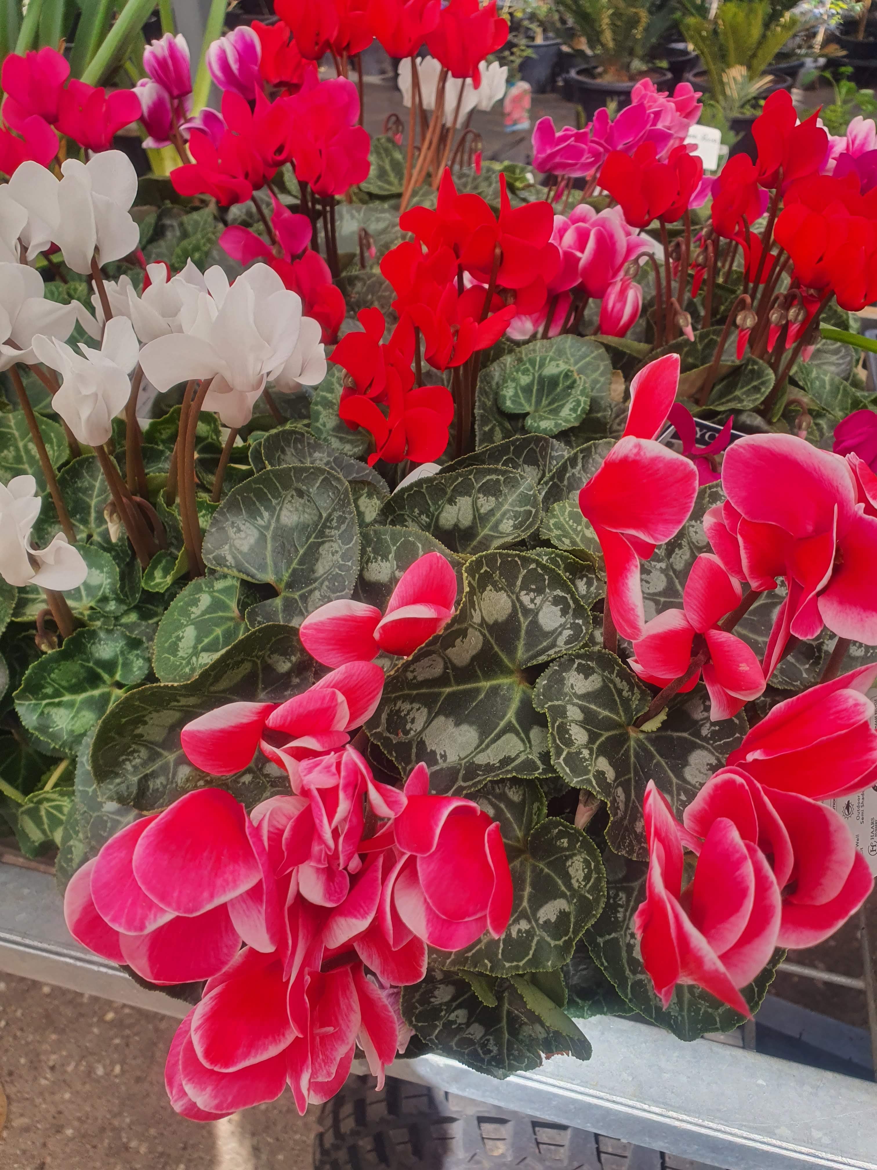 'Cyclamen flower plants'