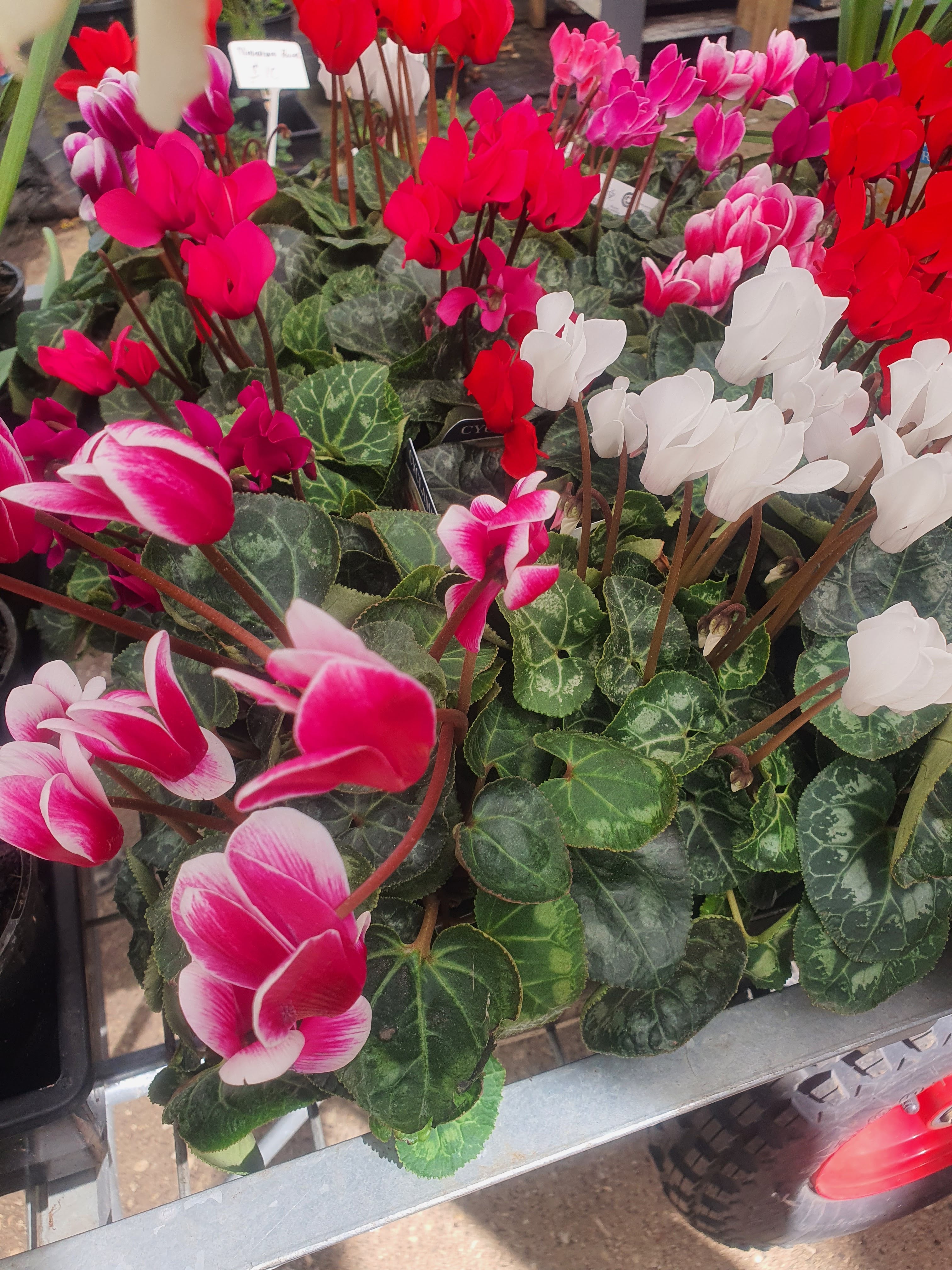 'Cyclamen flower plants'