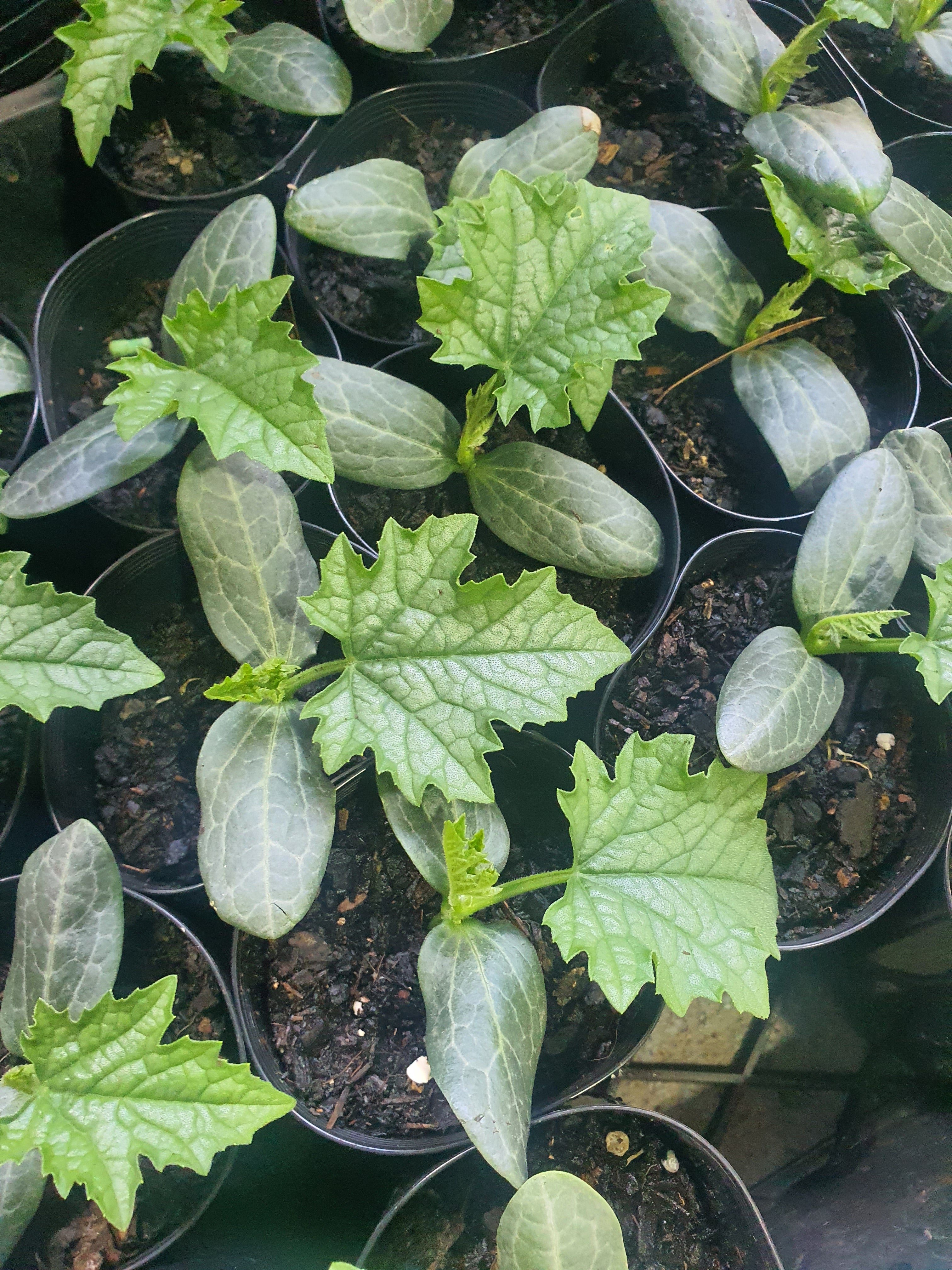 Luffa / Ram torai (तोरई) plant