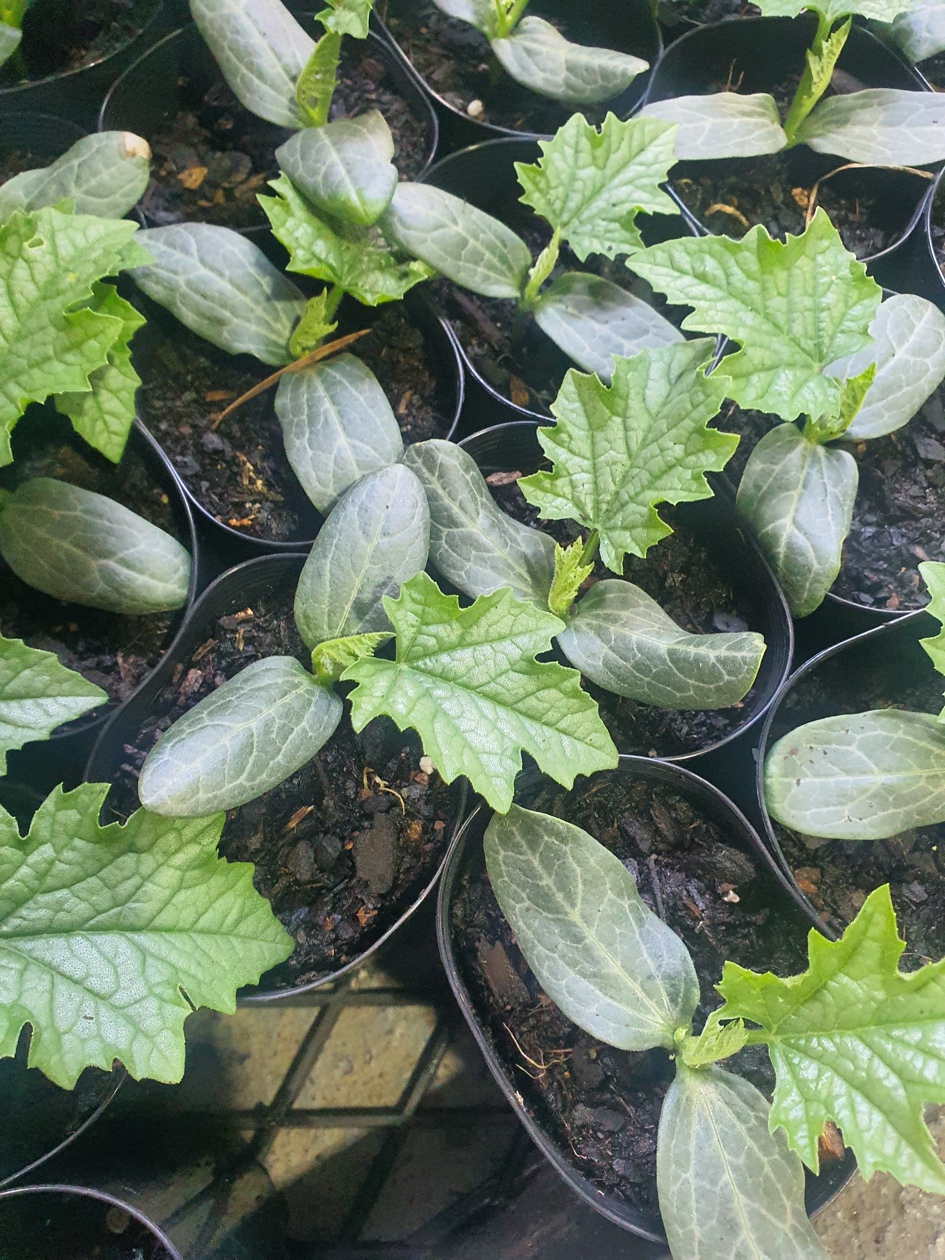 Luffa / Ram torai (तोरई) plant